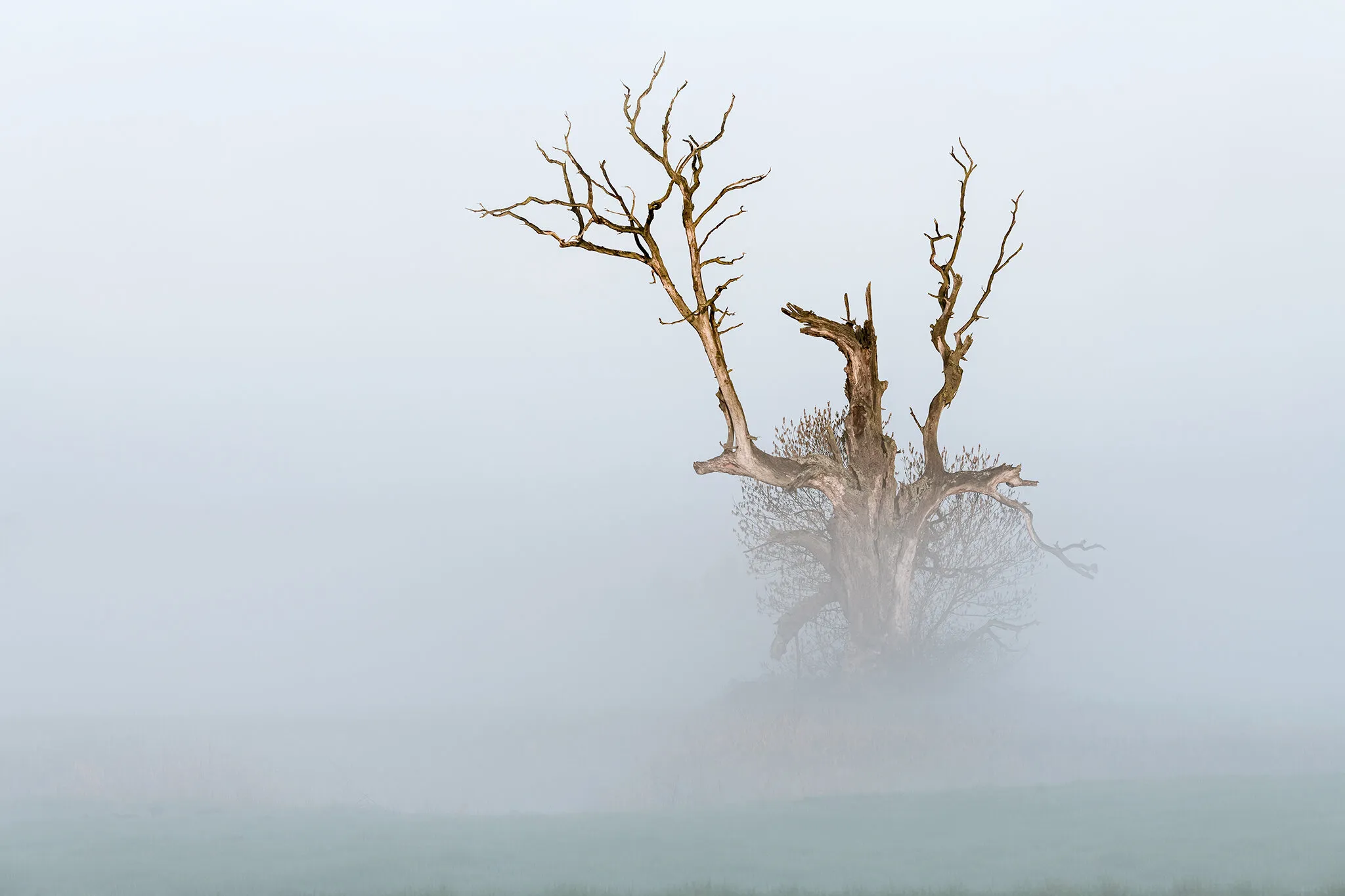 Guardian of the misty swamps