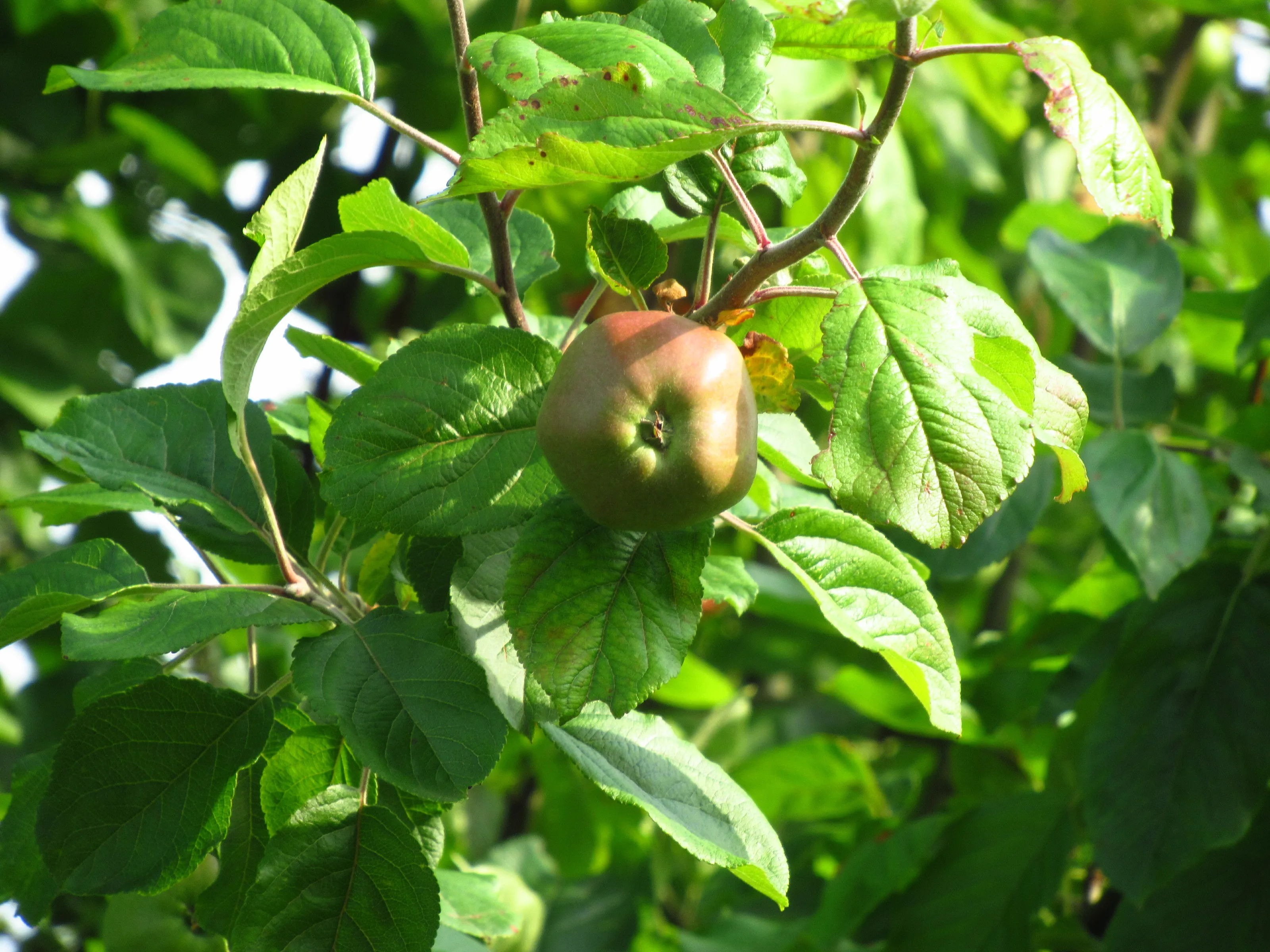 Apple at the evening...