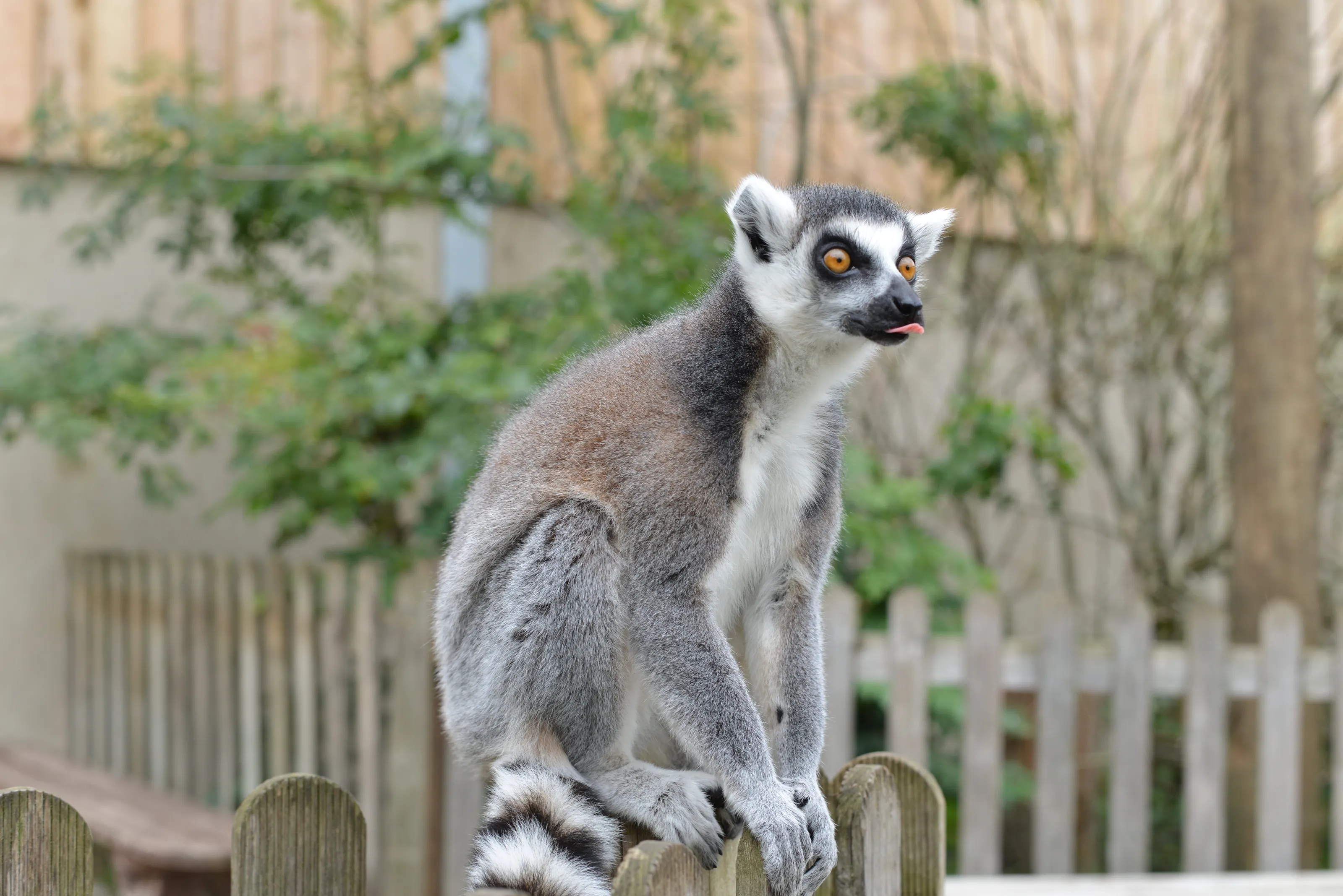 Rude Lemur