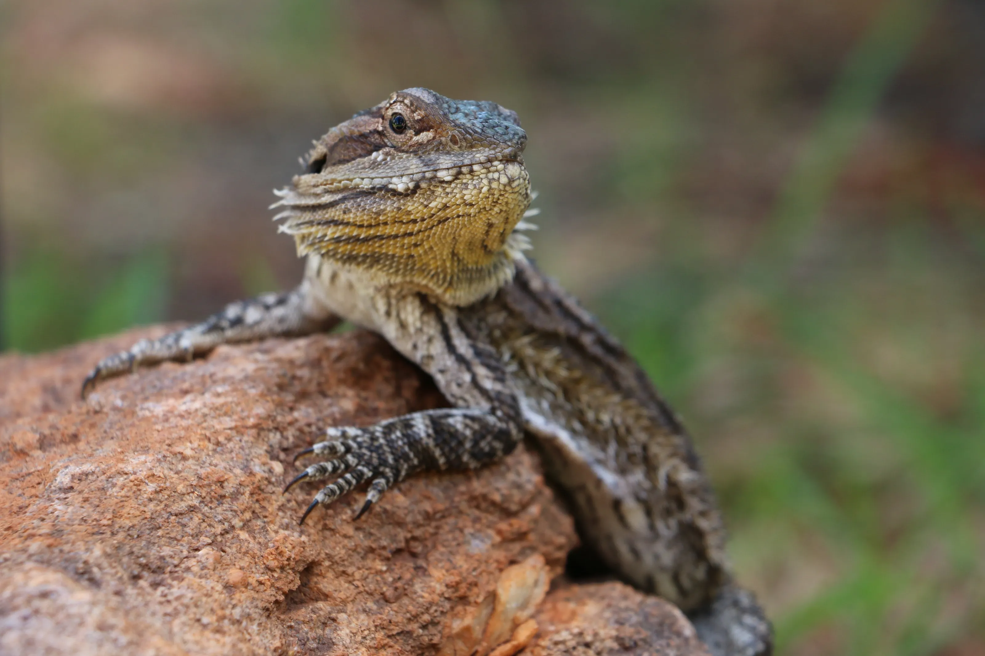 Bearded Dragon out sun baking