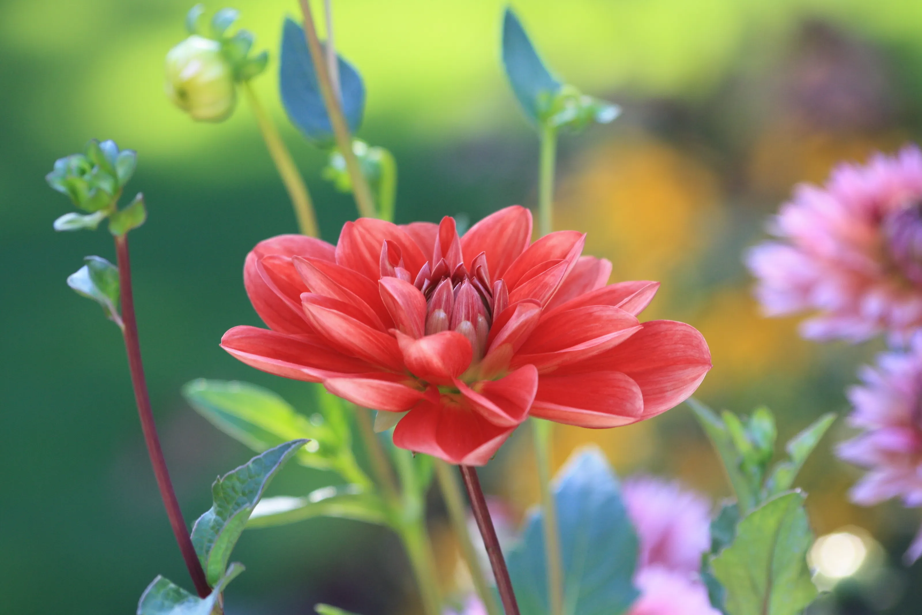 Dahlia