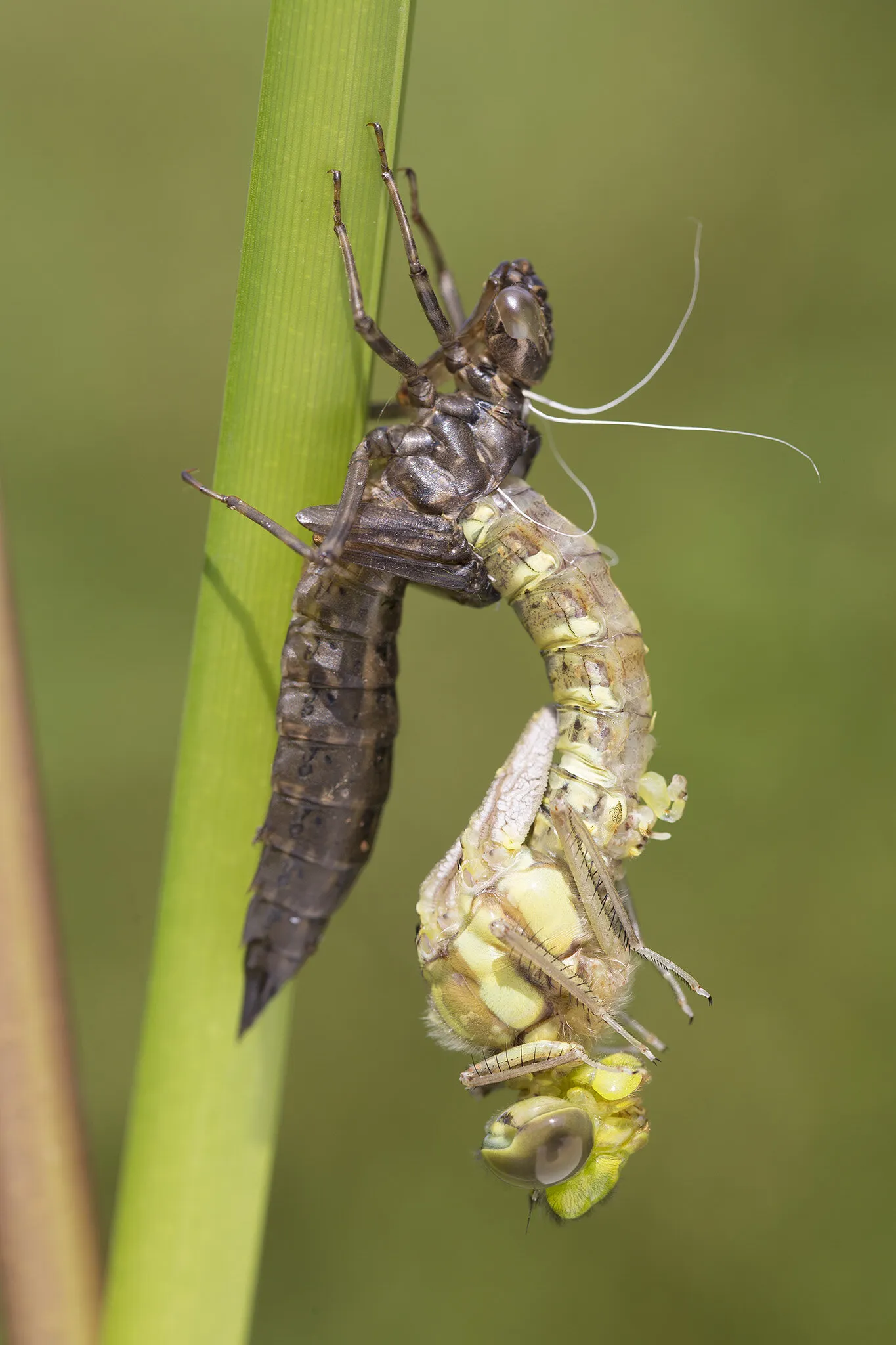 Southern Hawker Dragonfly emerging