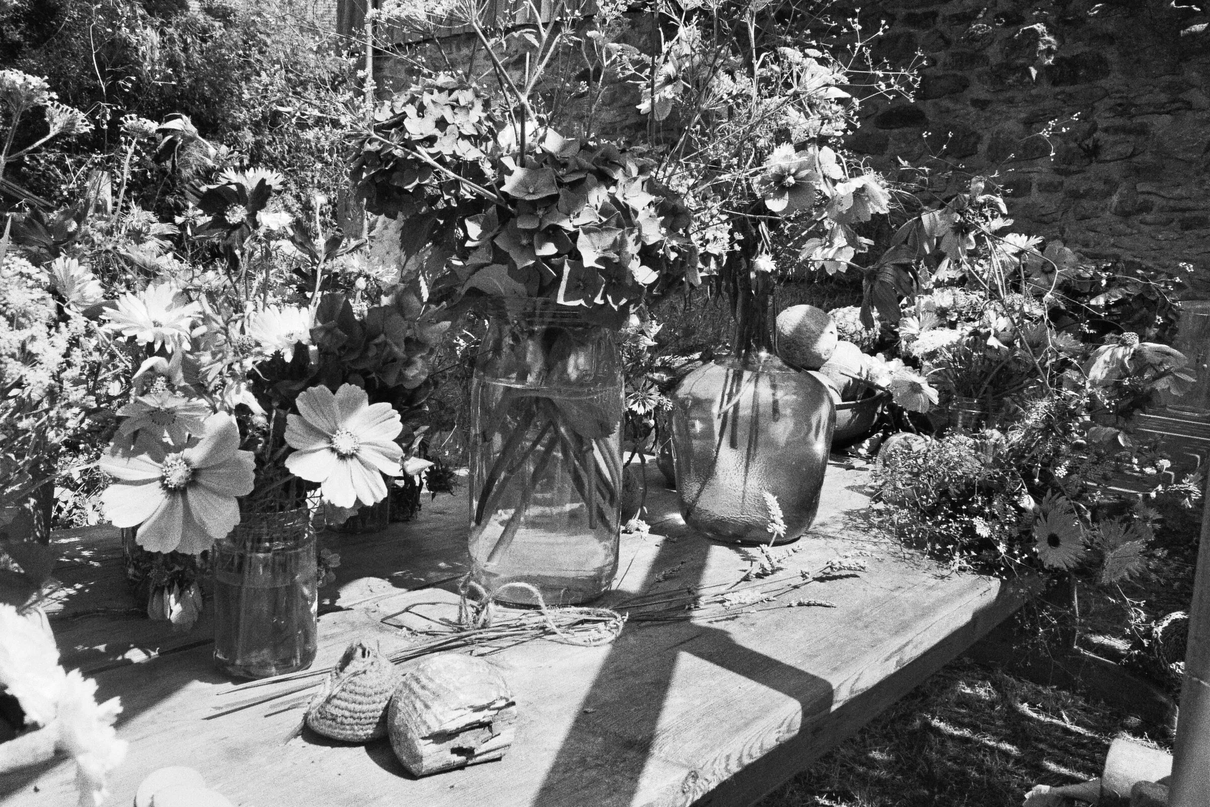 summer blooms
