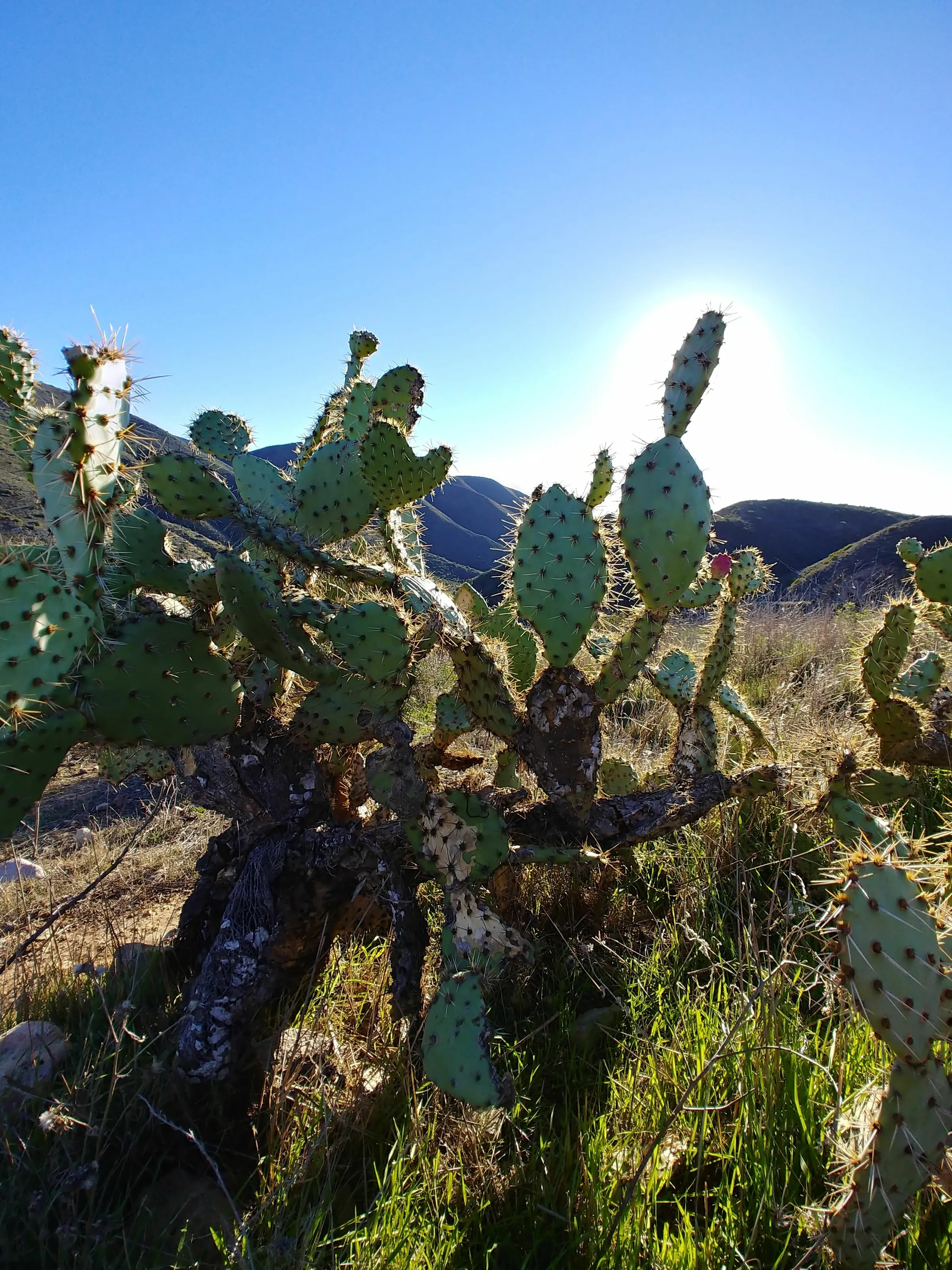 Prickly Perfection