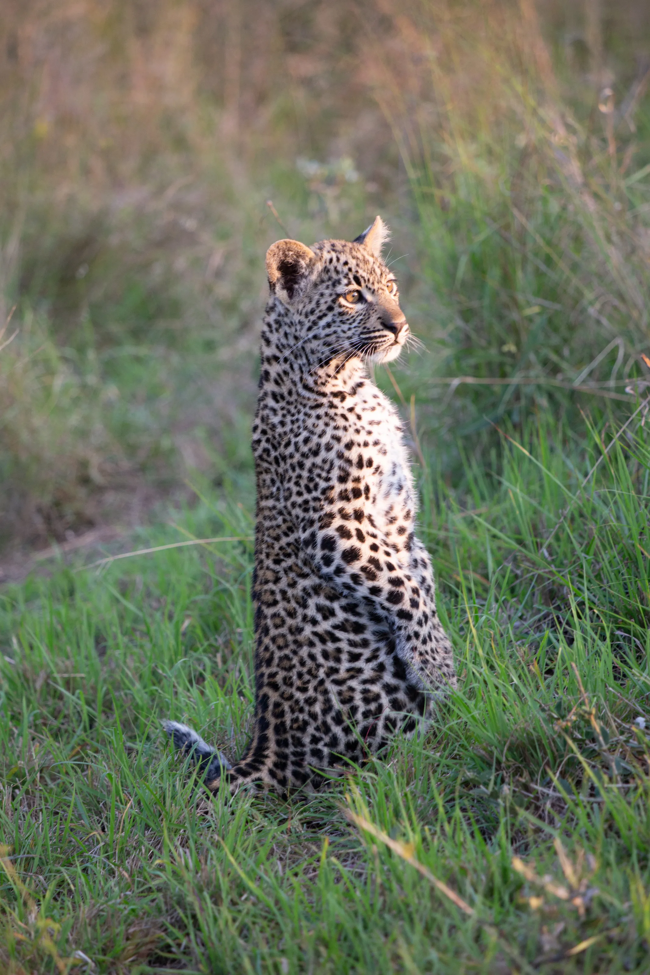 Curious Cub