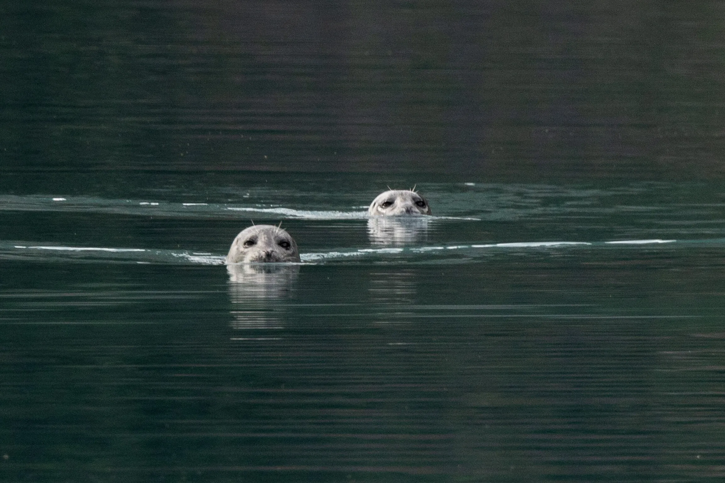 Sea otters in AK