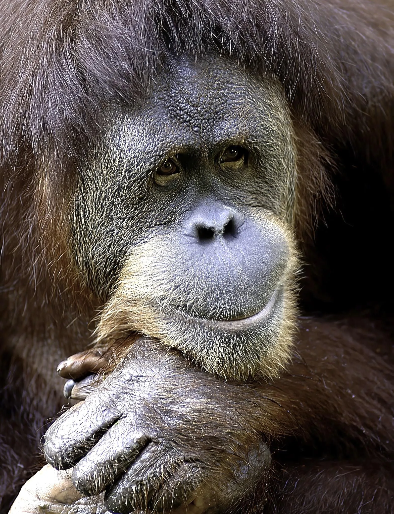 Contemplation