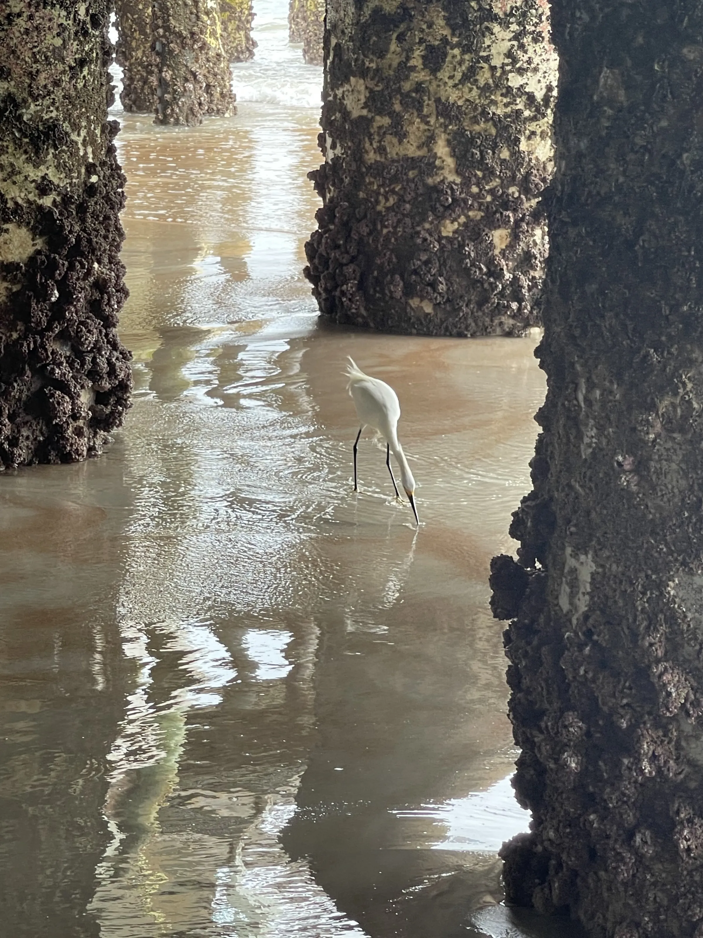 Under the Pier - Daytona Beach