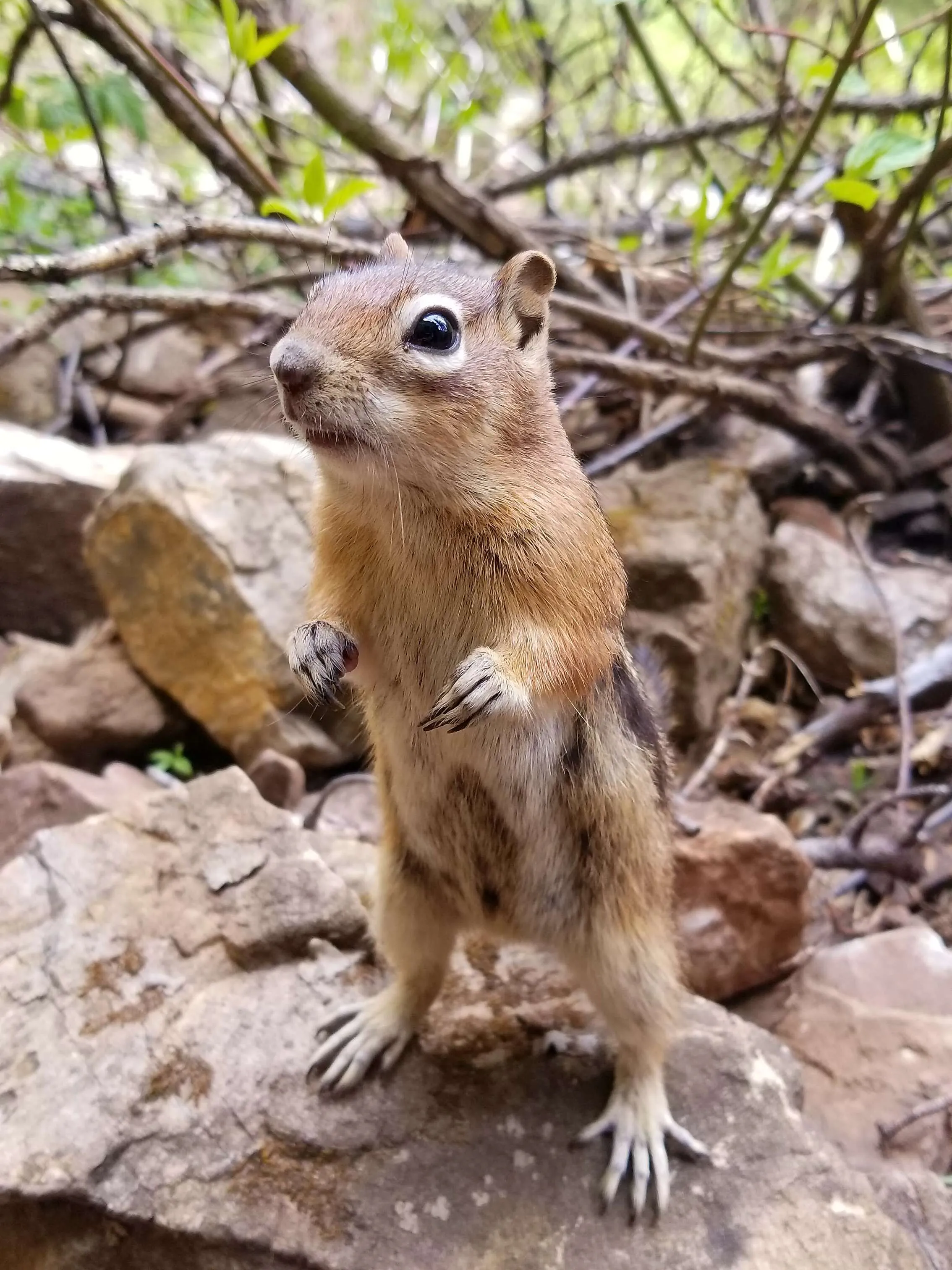 Curiosity