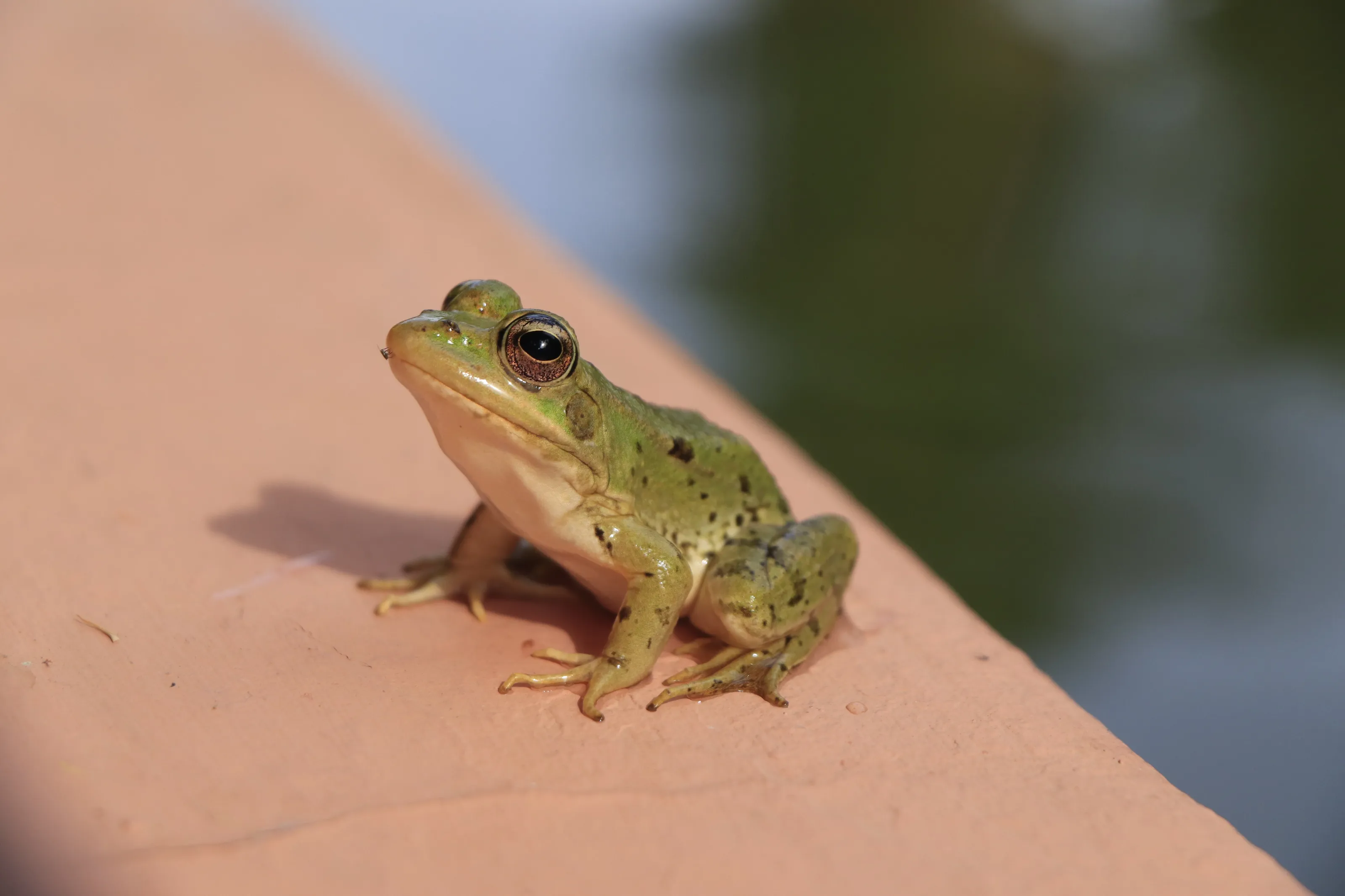 Posing moment of a small frog