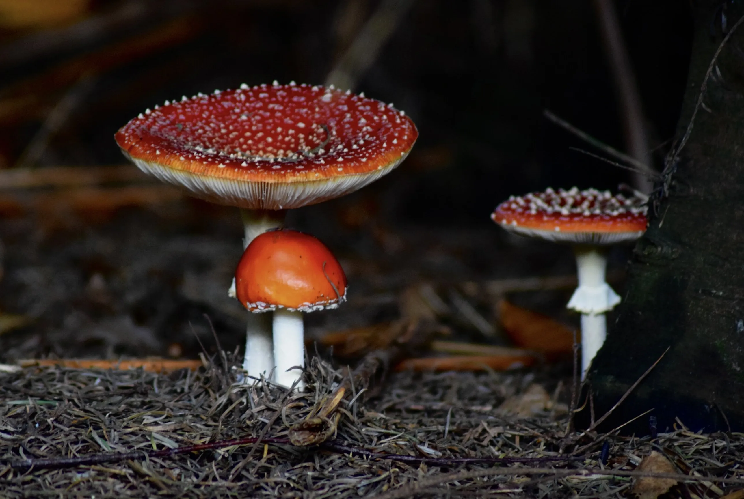 Amanita muscaria