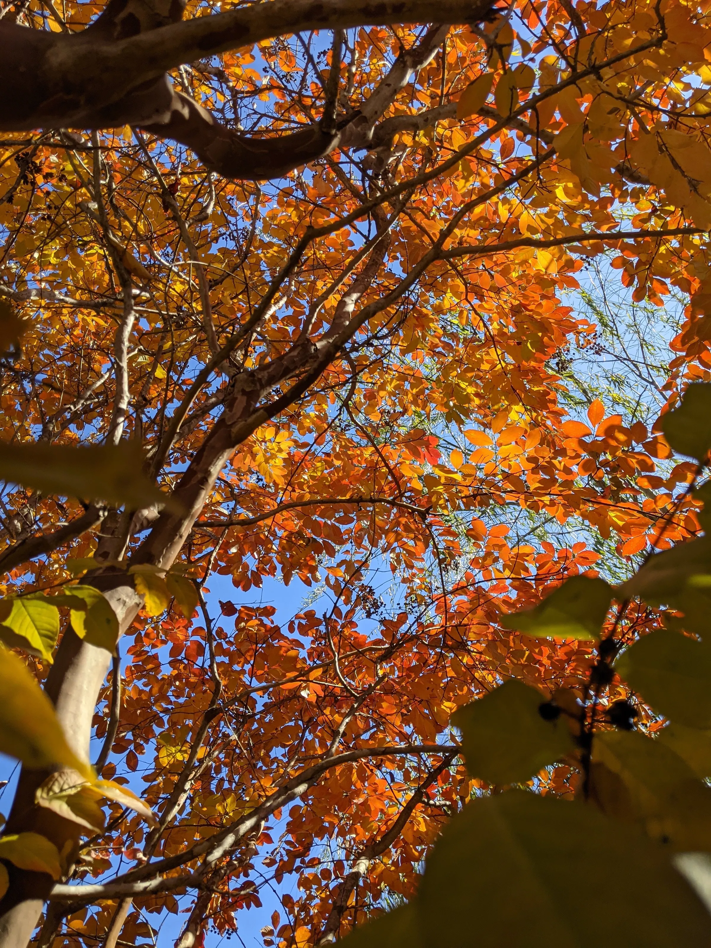 Looking up at autumn like the leaves that fall from the trees