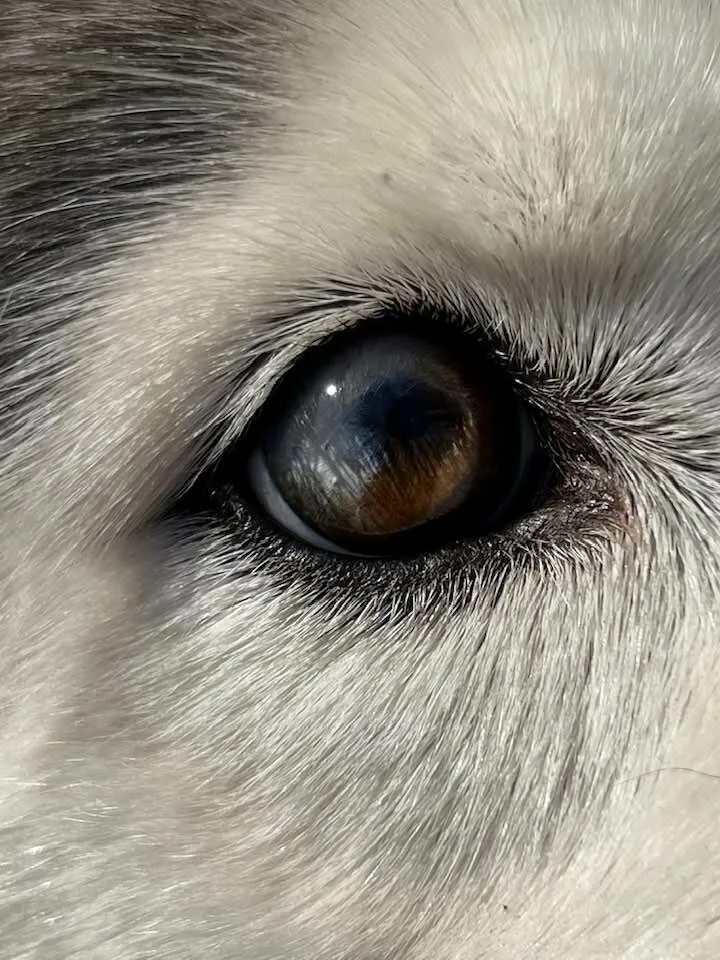 Willow Eye Reflections