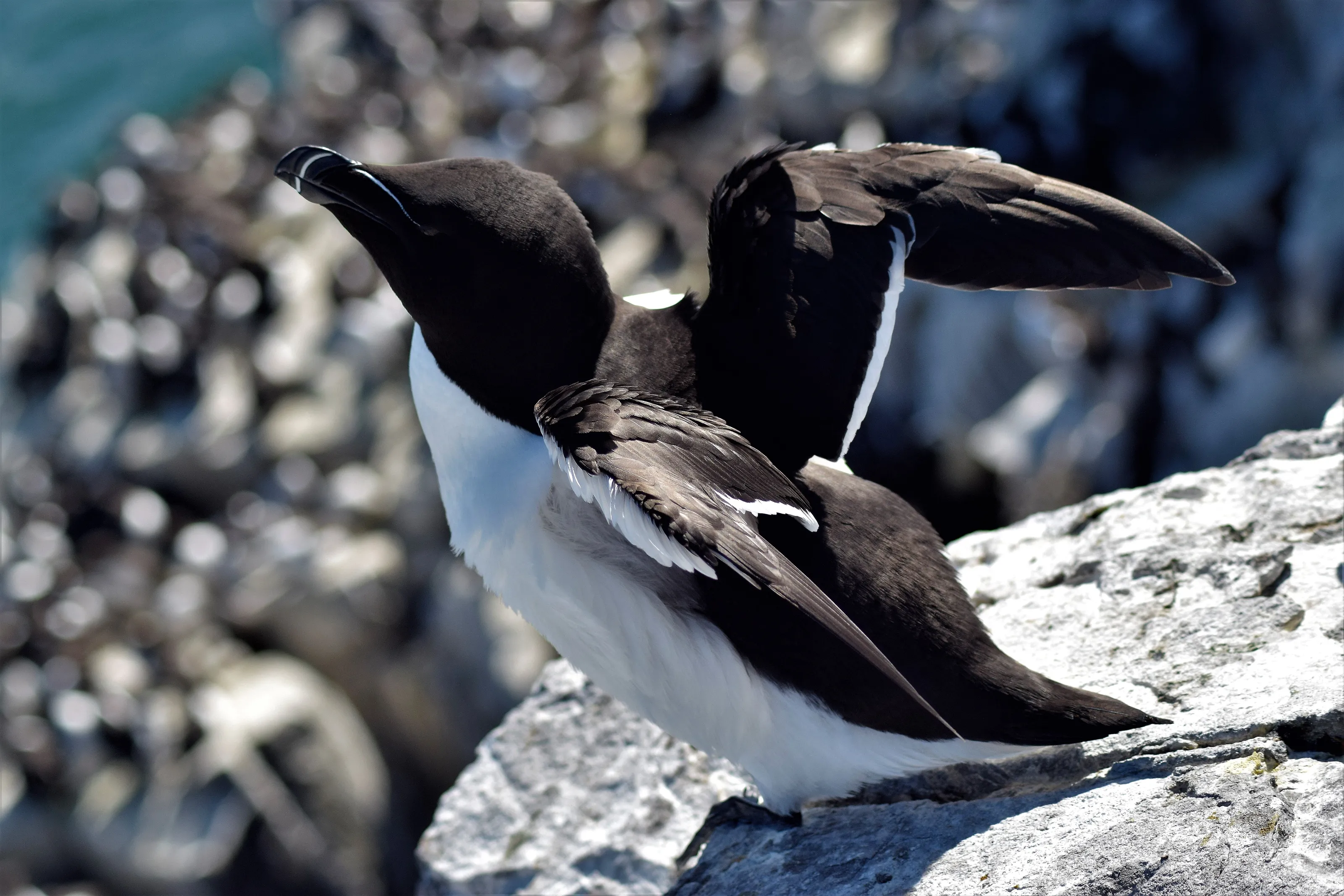 Razorbill ready for take-off