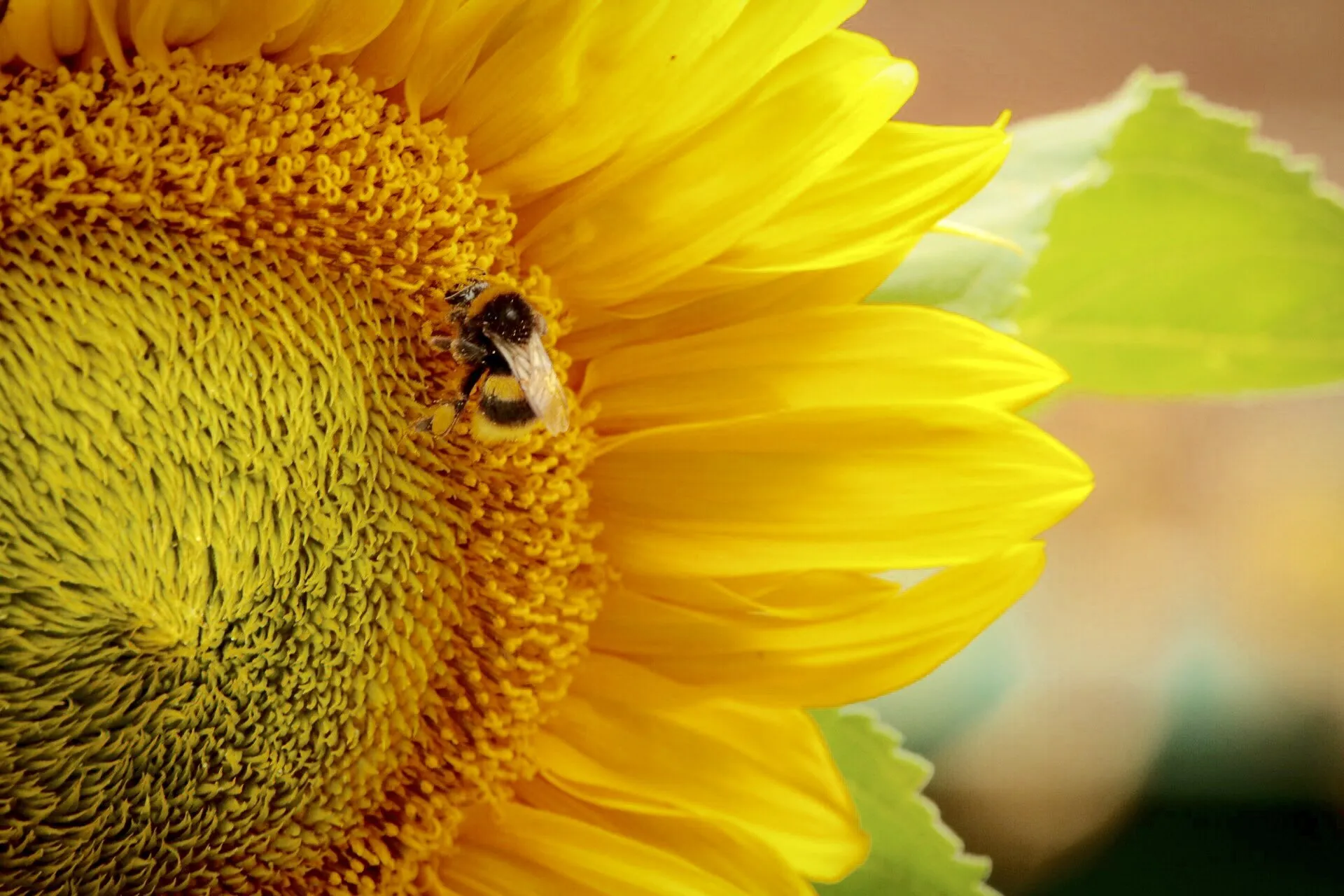 Bee Beautiful