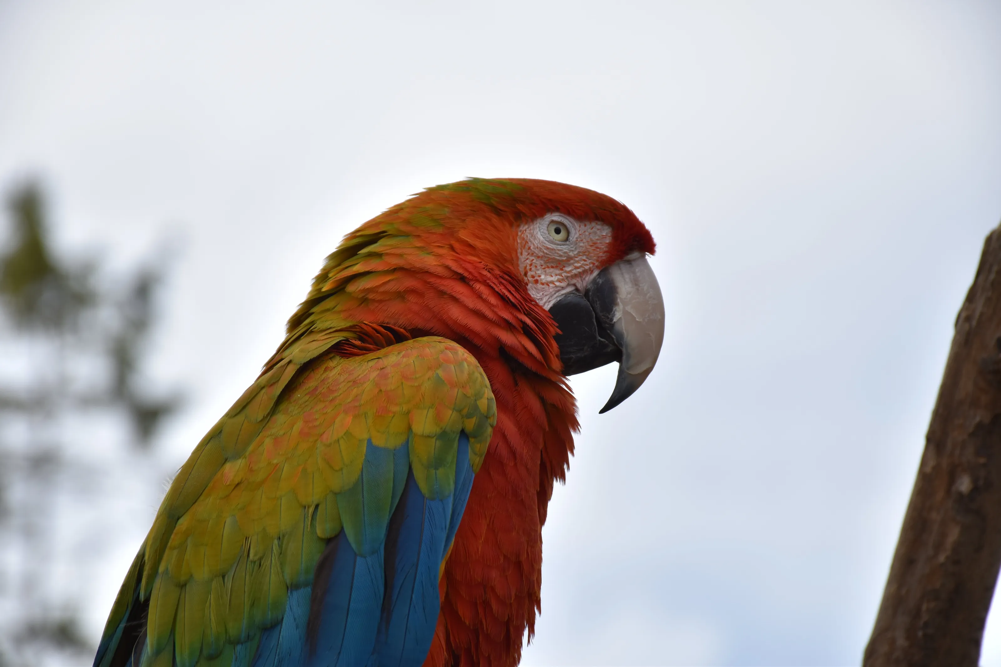 Macaw