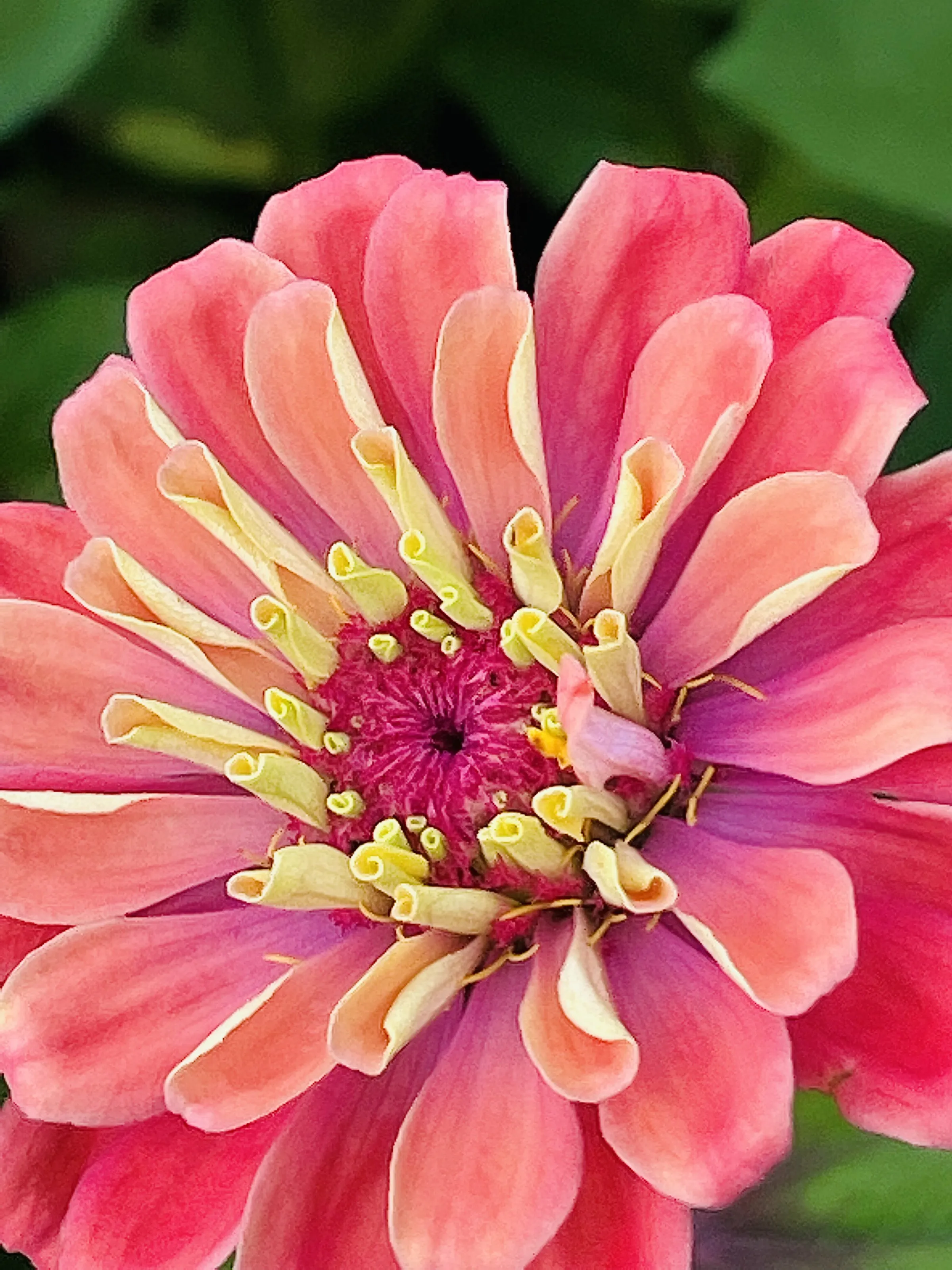 Pink Beauty