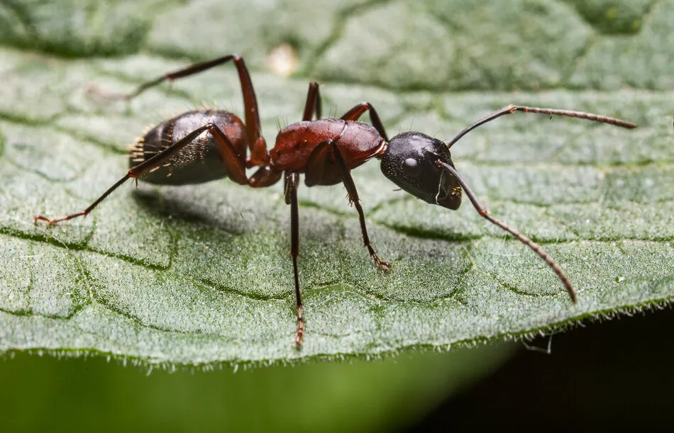 The Ant