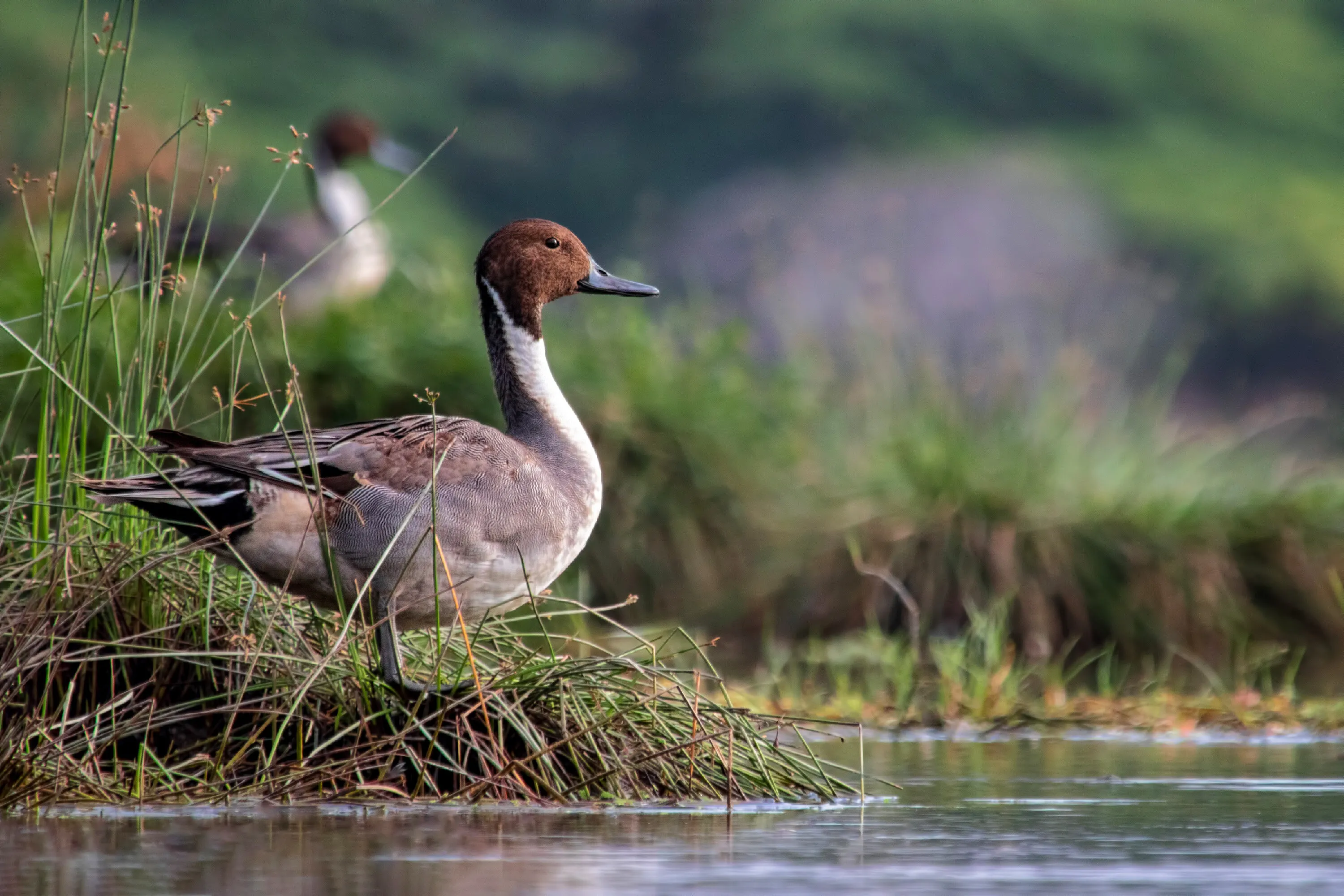 Northern Pintail (Male)
