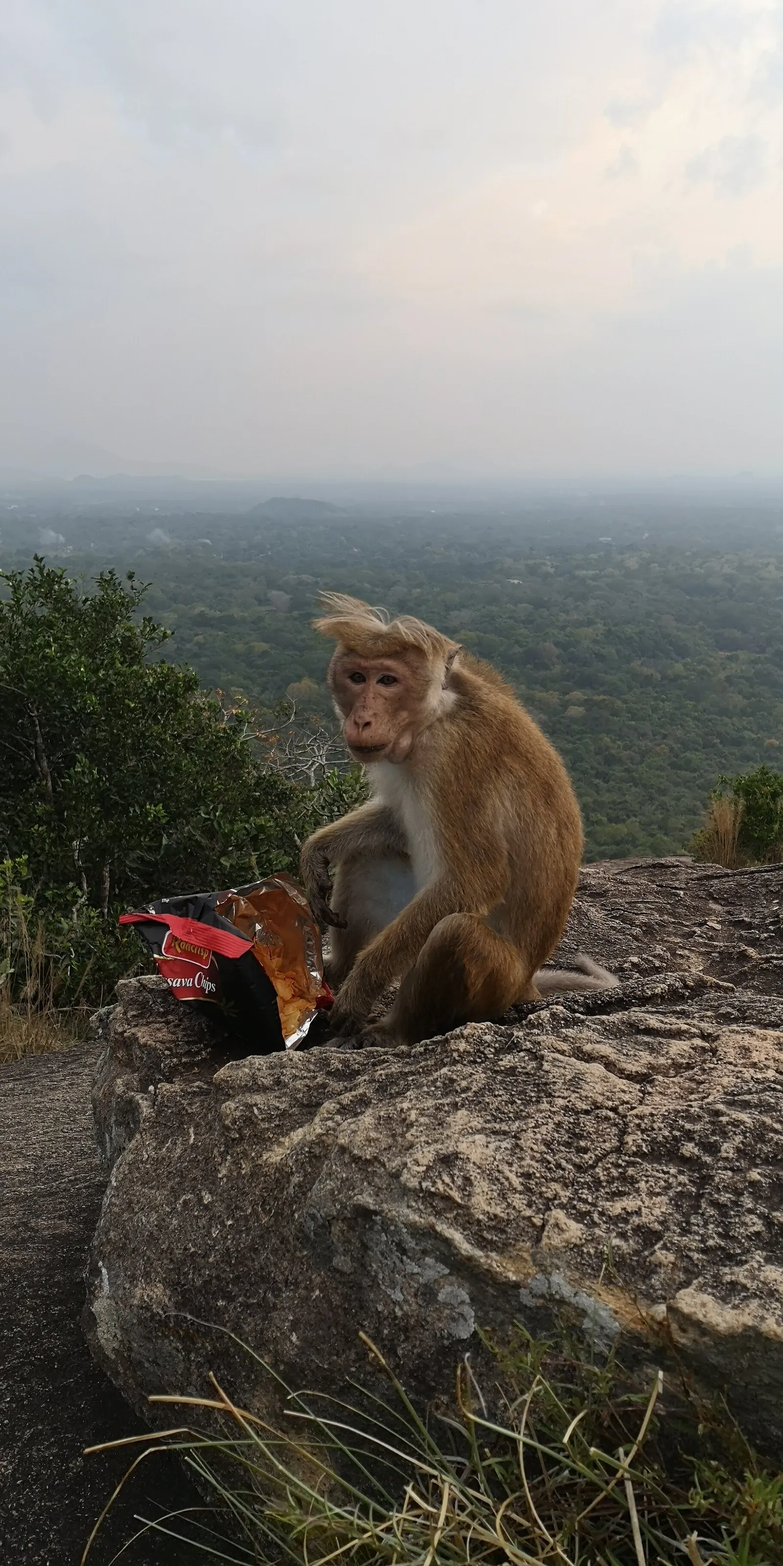 monkey and her lunch...