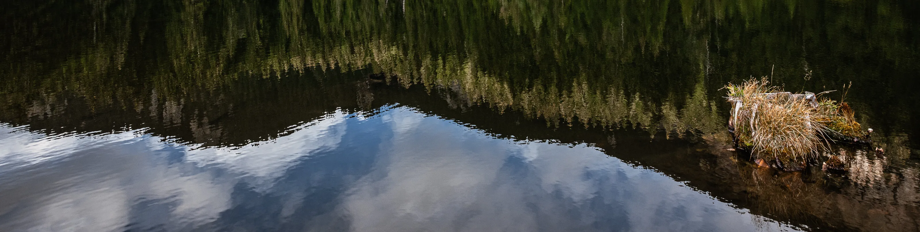 Banner image