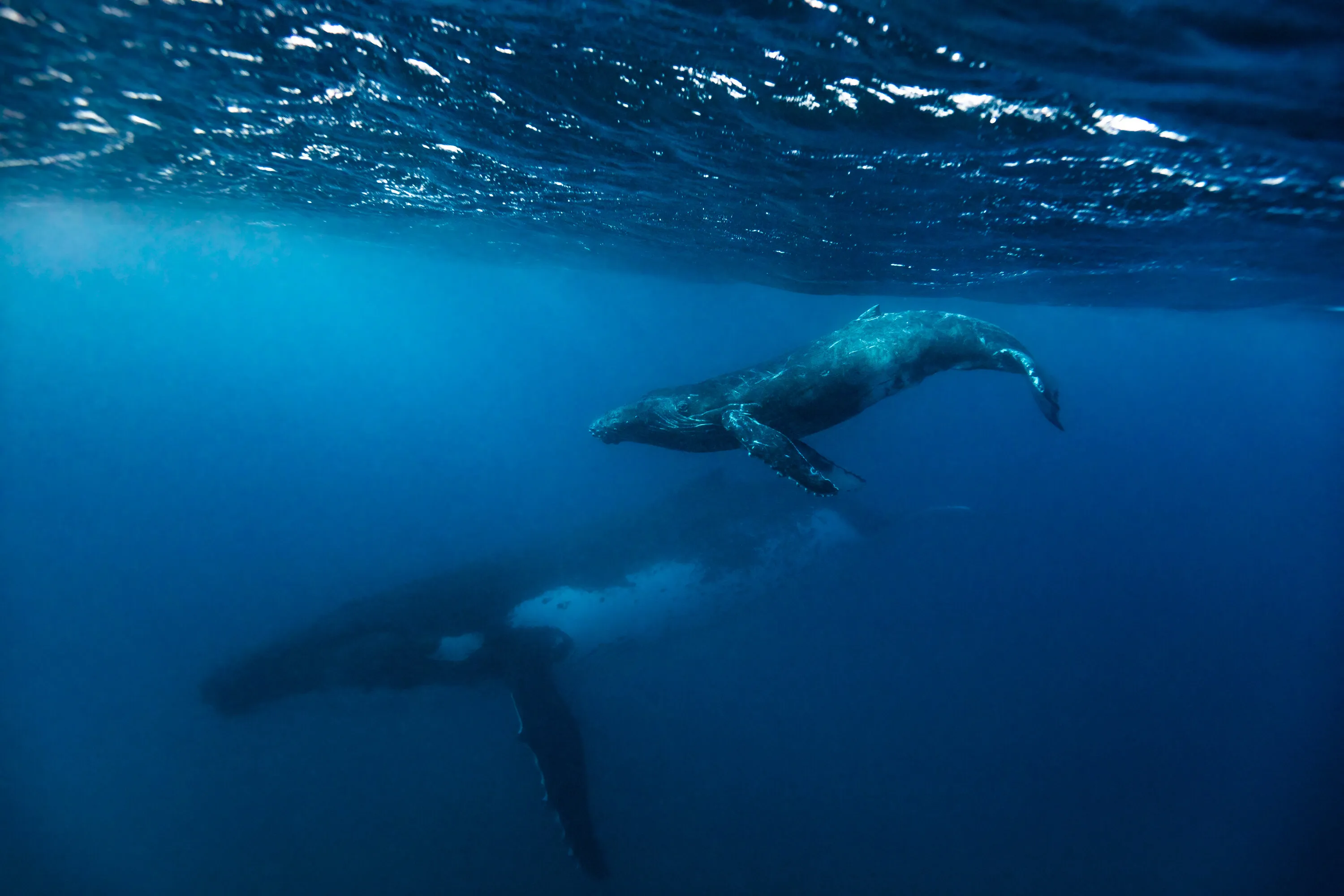 Mom and Calf