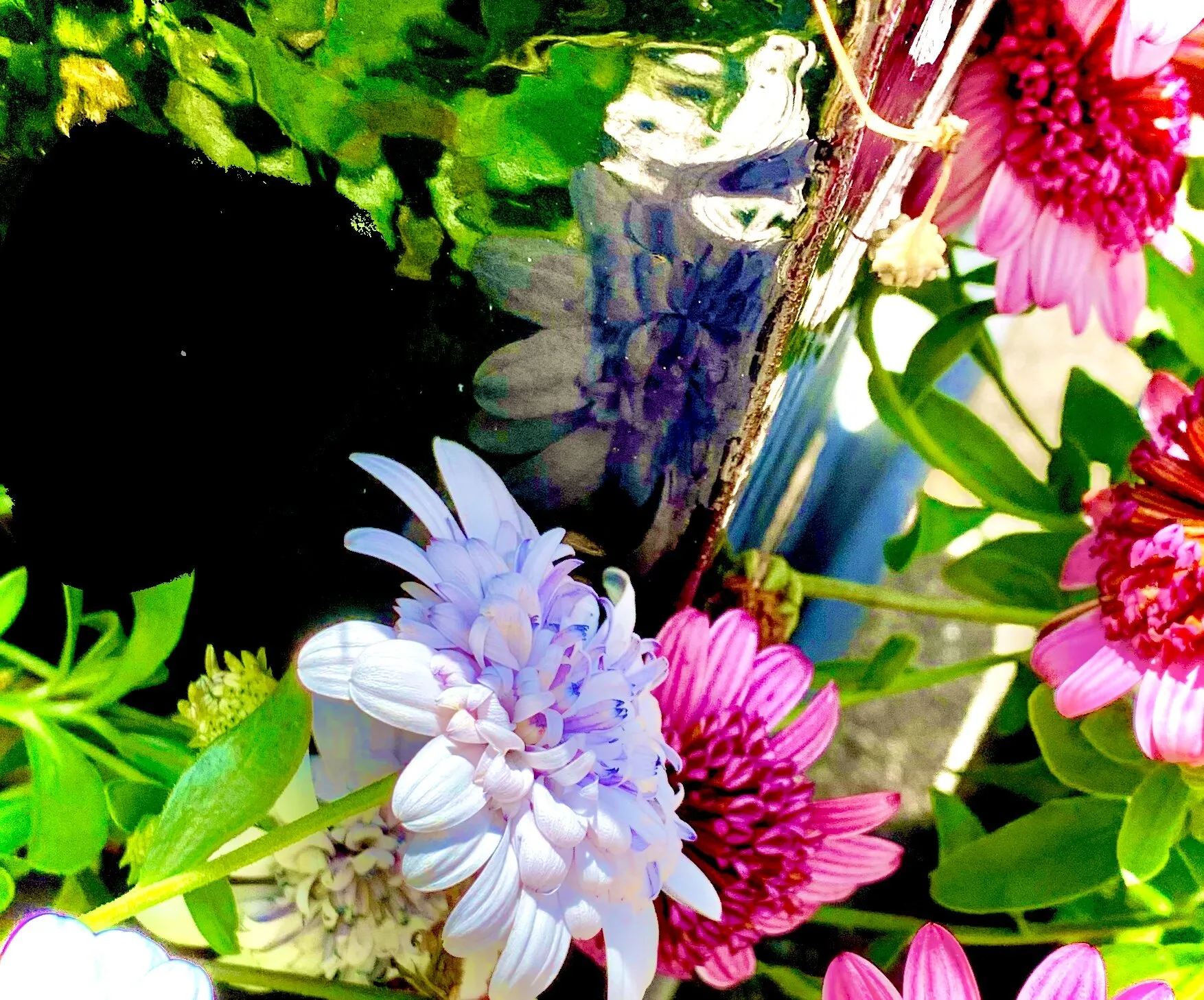 Daisies