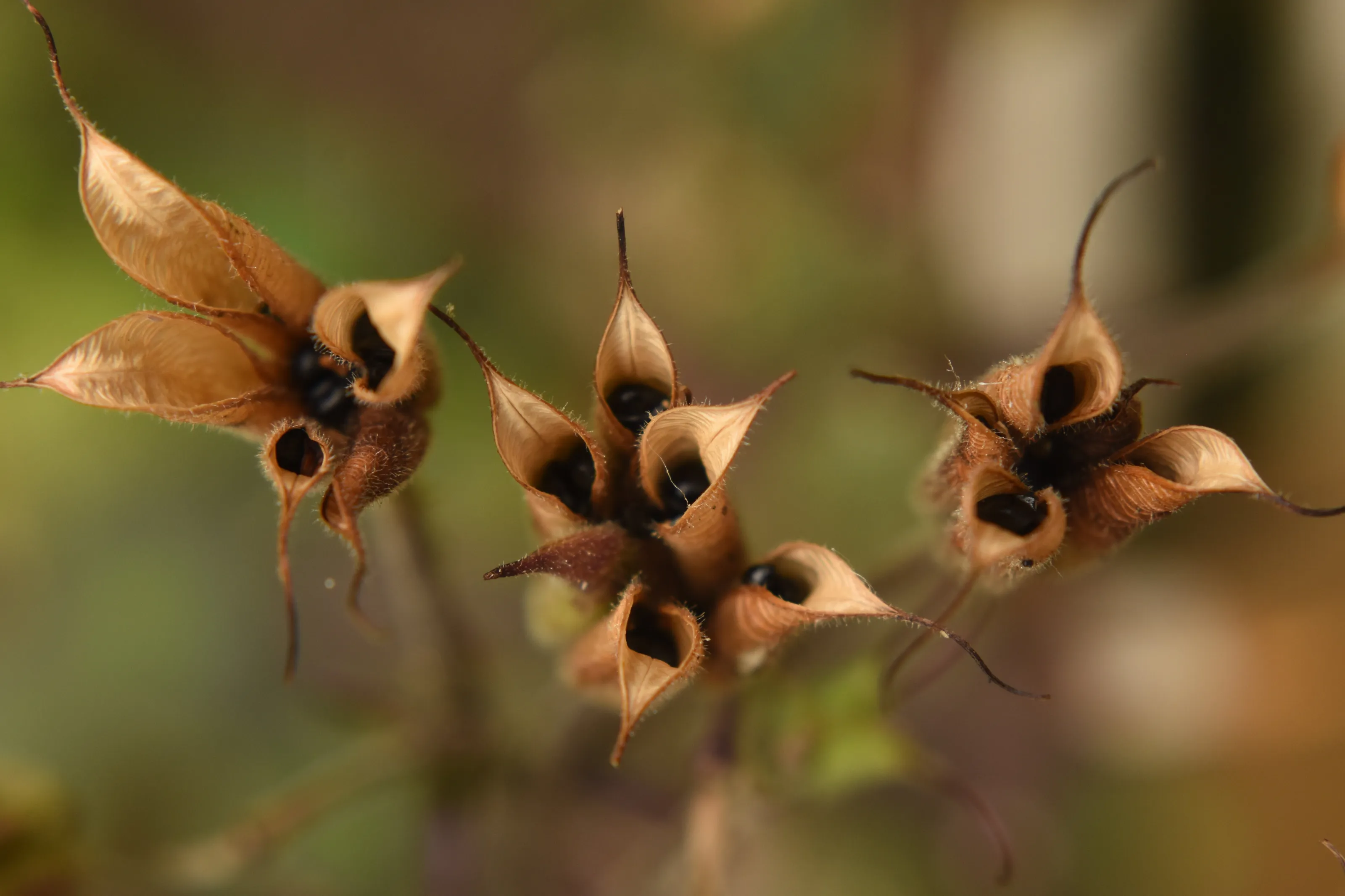 Three seed pods