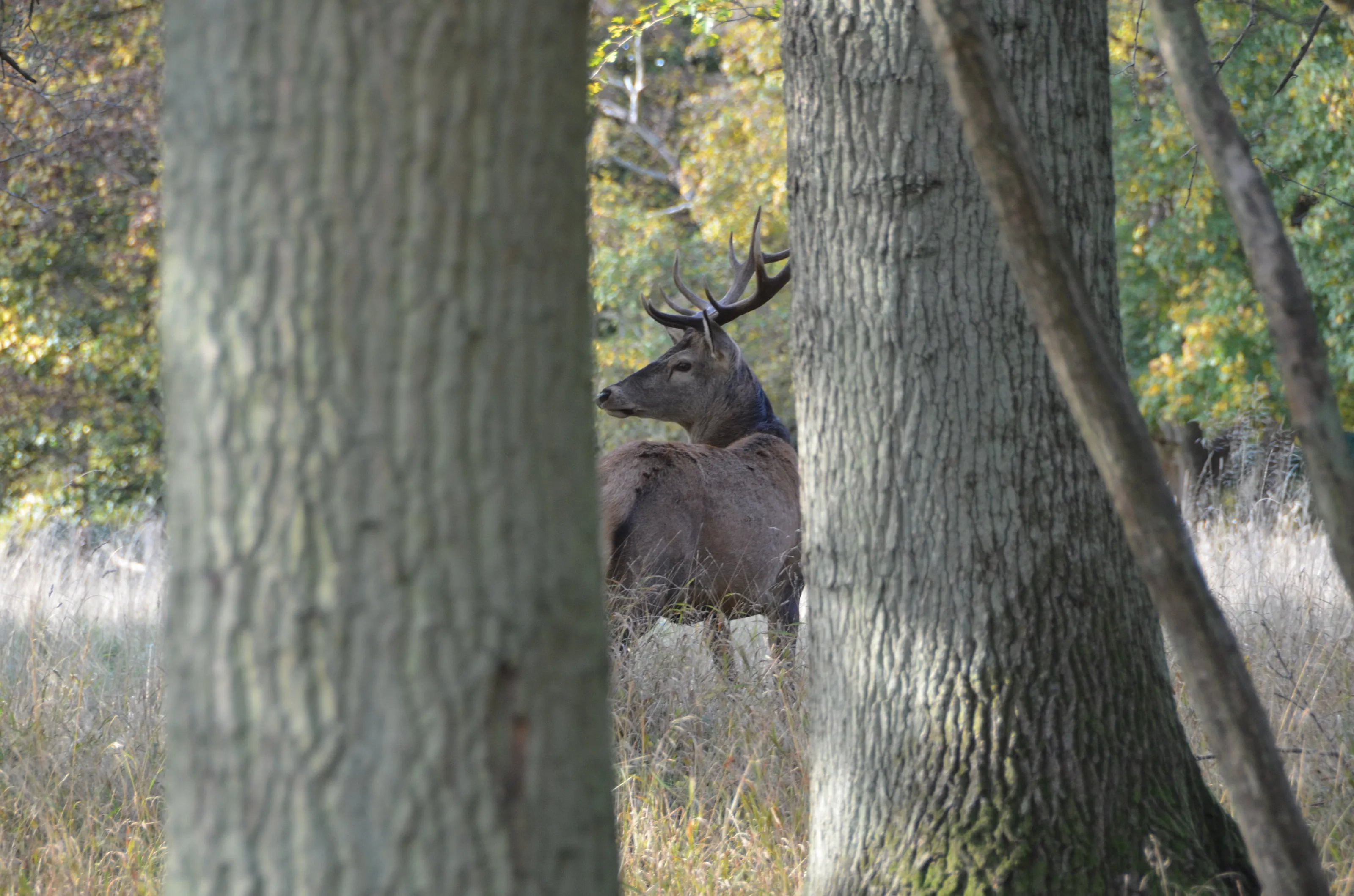 Deer spotted