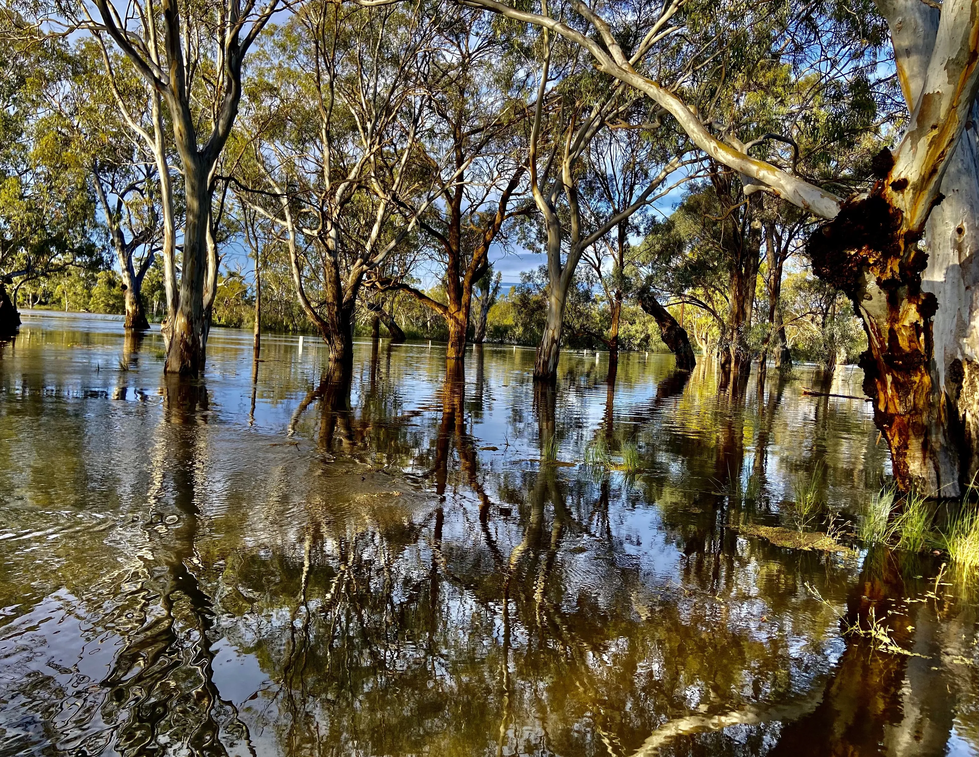 Reflection of trees in the flood waters