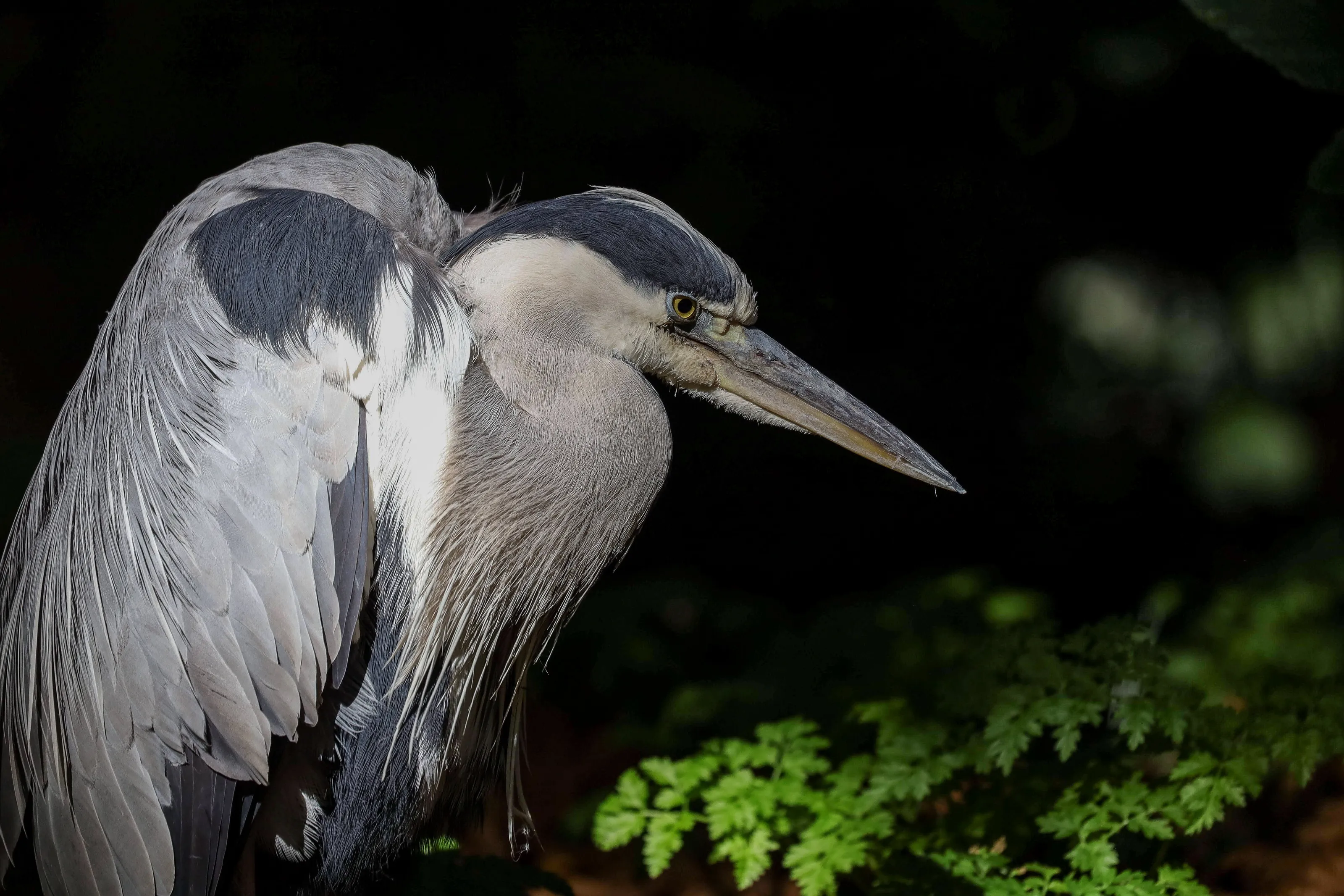 Grey Heron in St James's Park, Westminster.