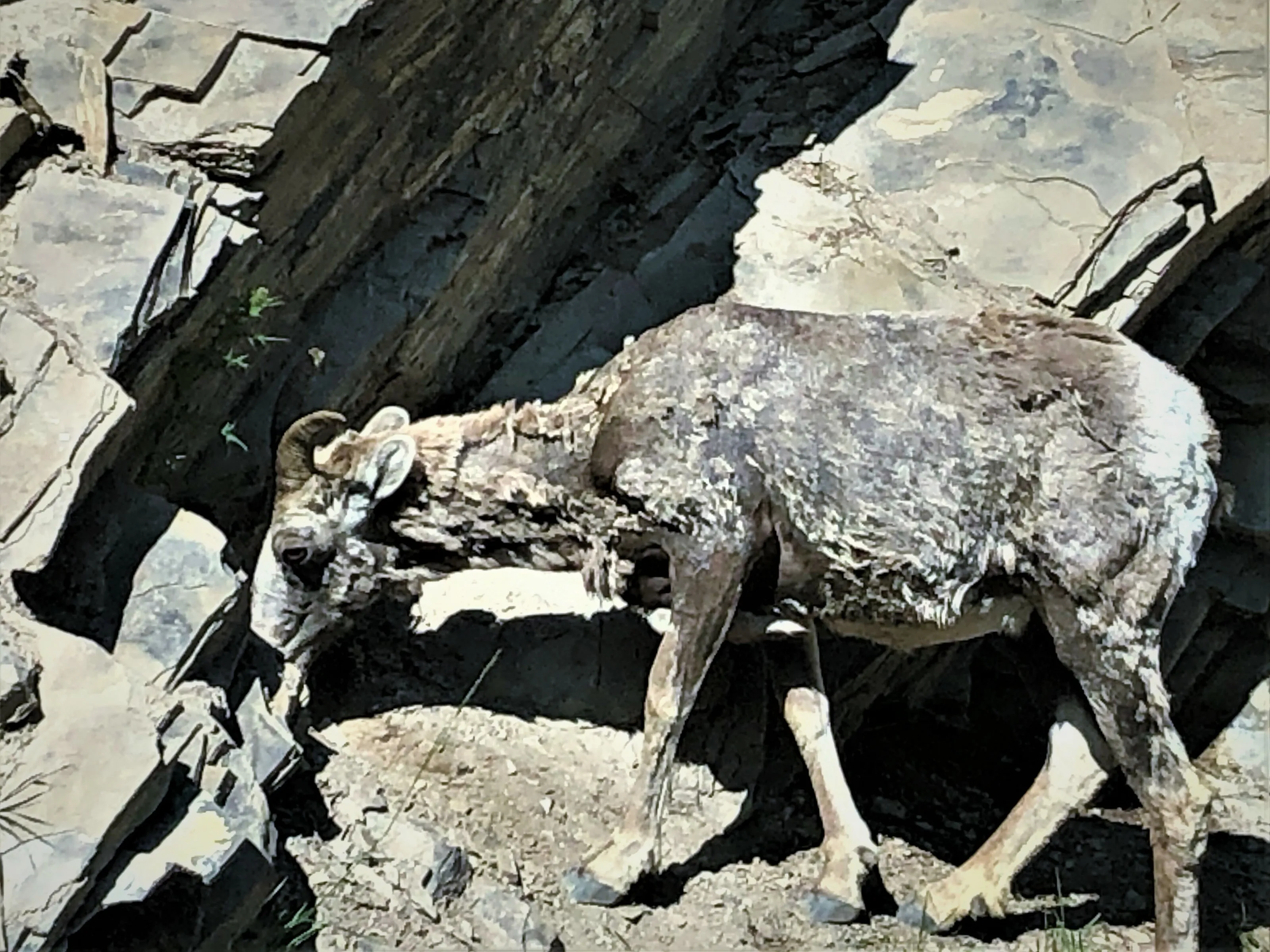 camouflage