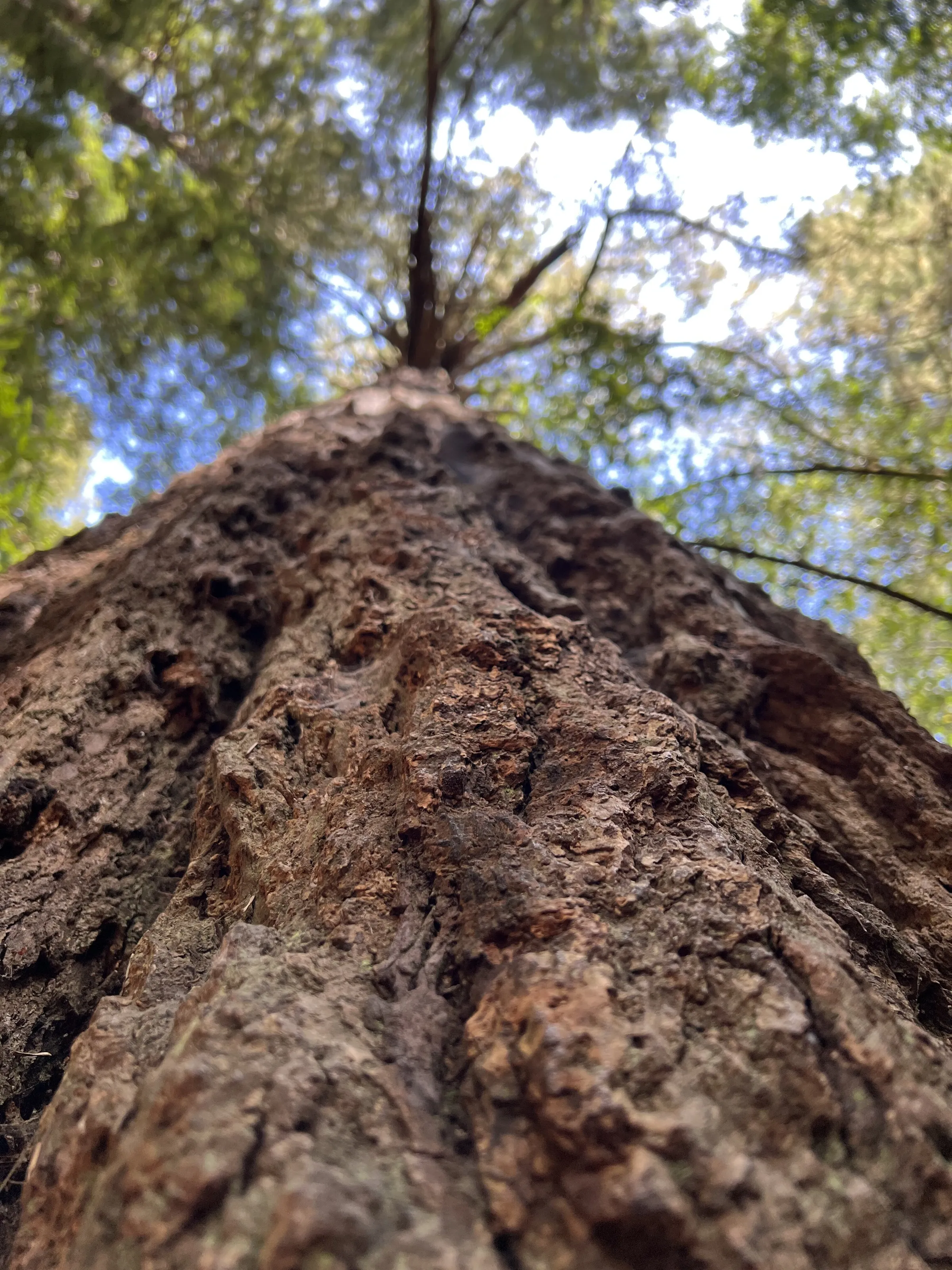 Giant Redwood