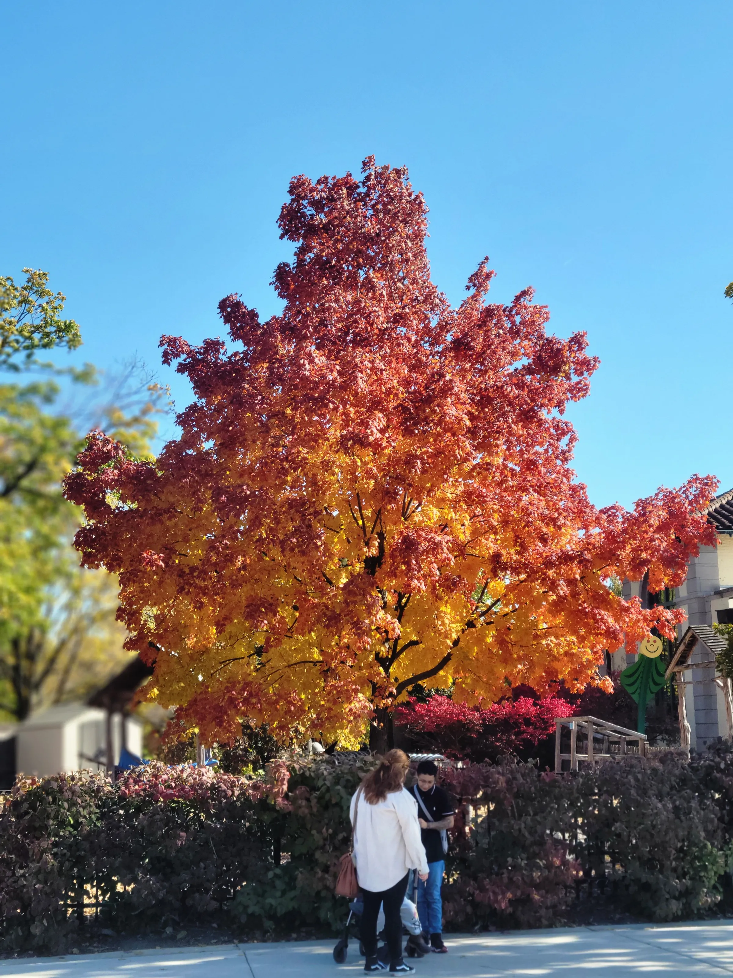 Fall Colors
