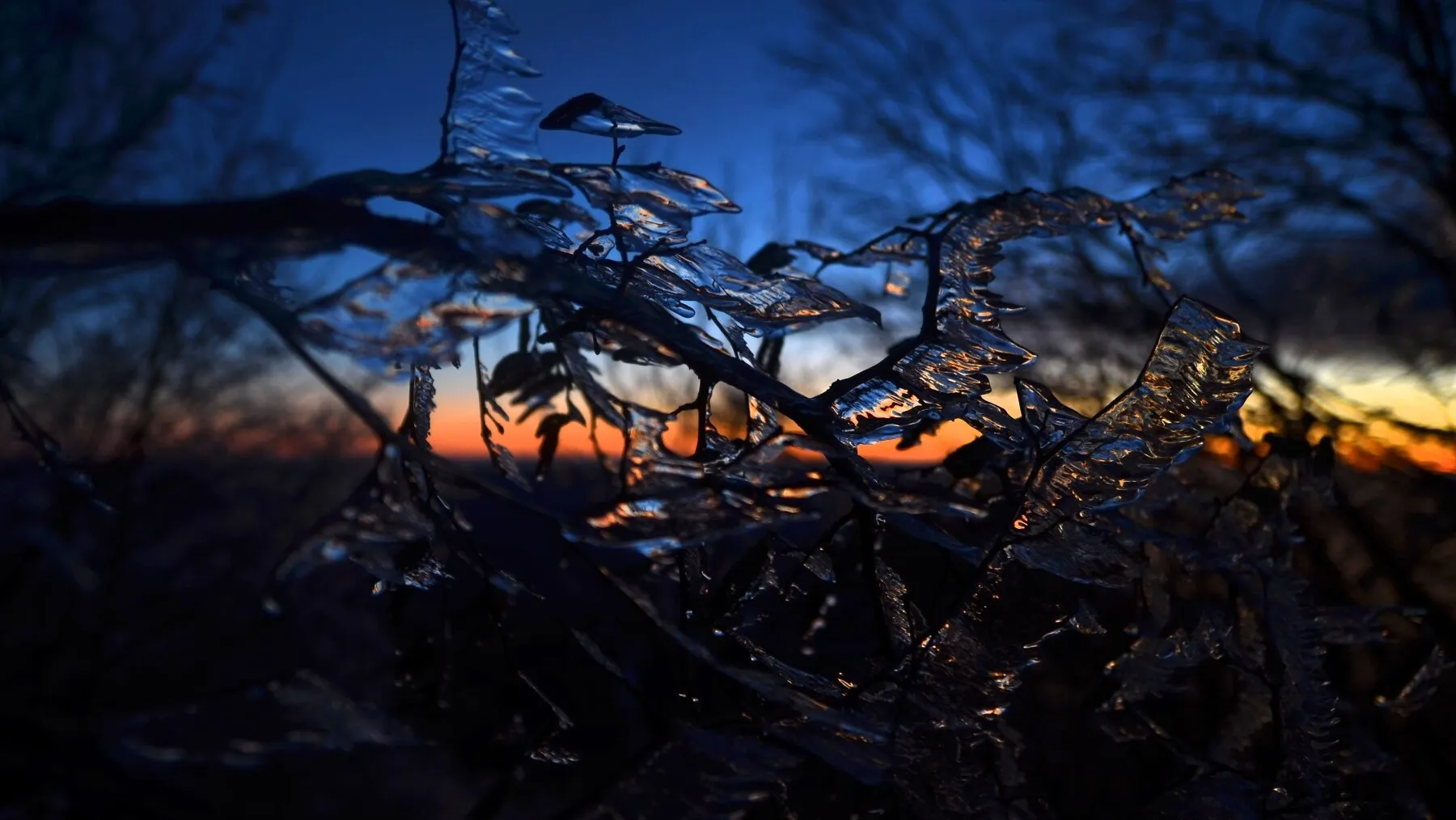 Ice branch