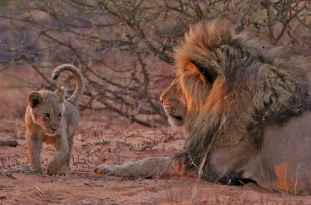 Circle of life