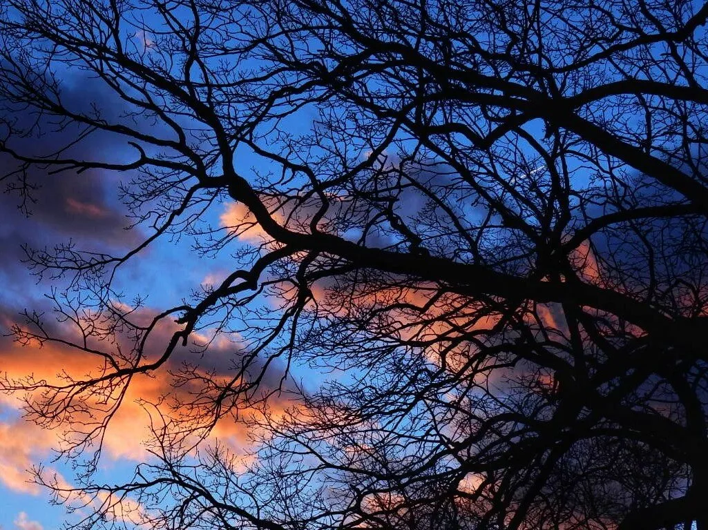 Sunset clouds through the trees