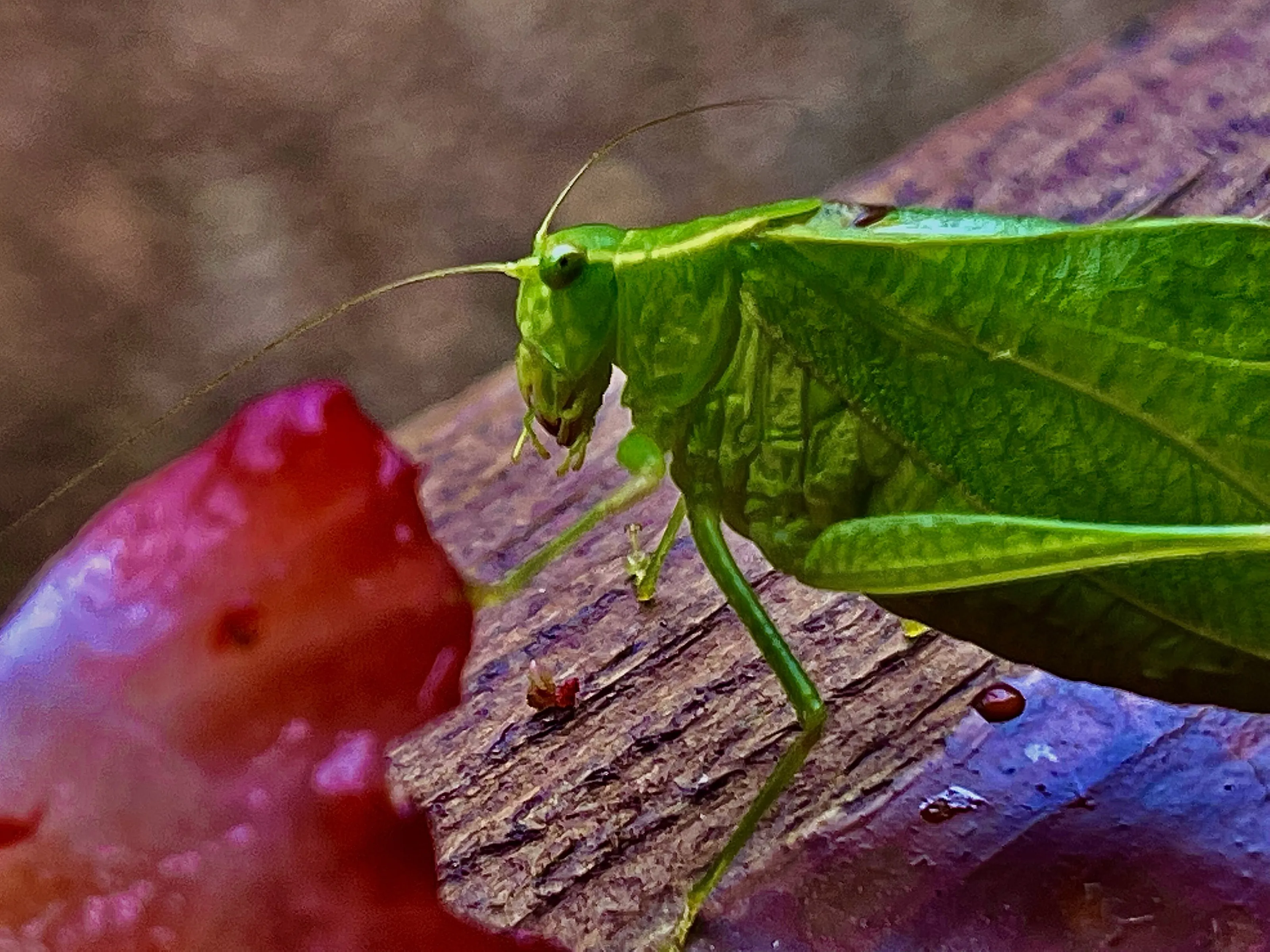 A Bugs Life