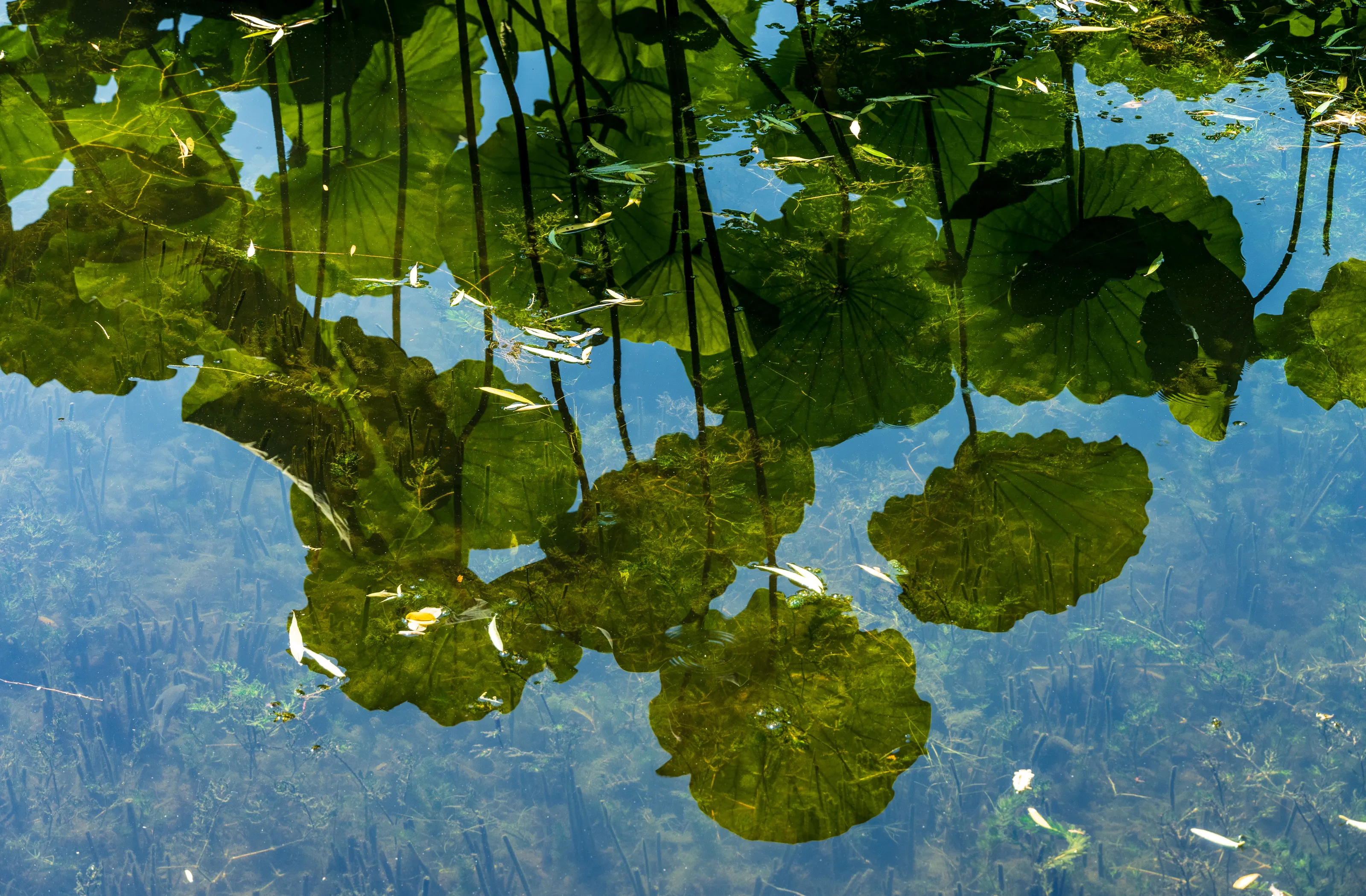 Lotus pods reflected on Lake