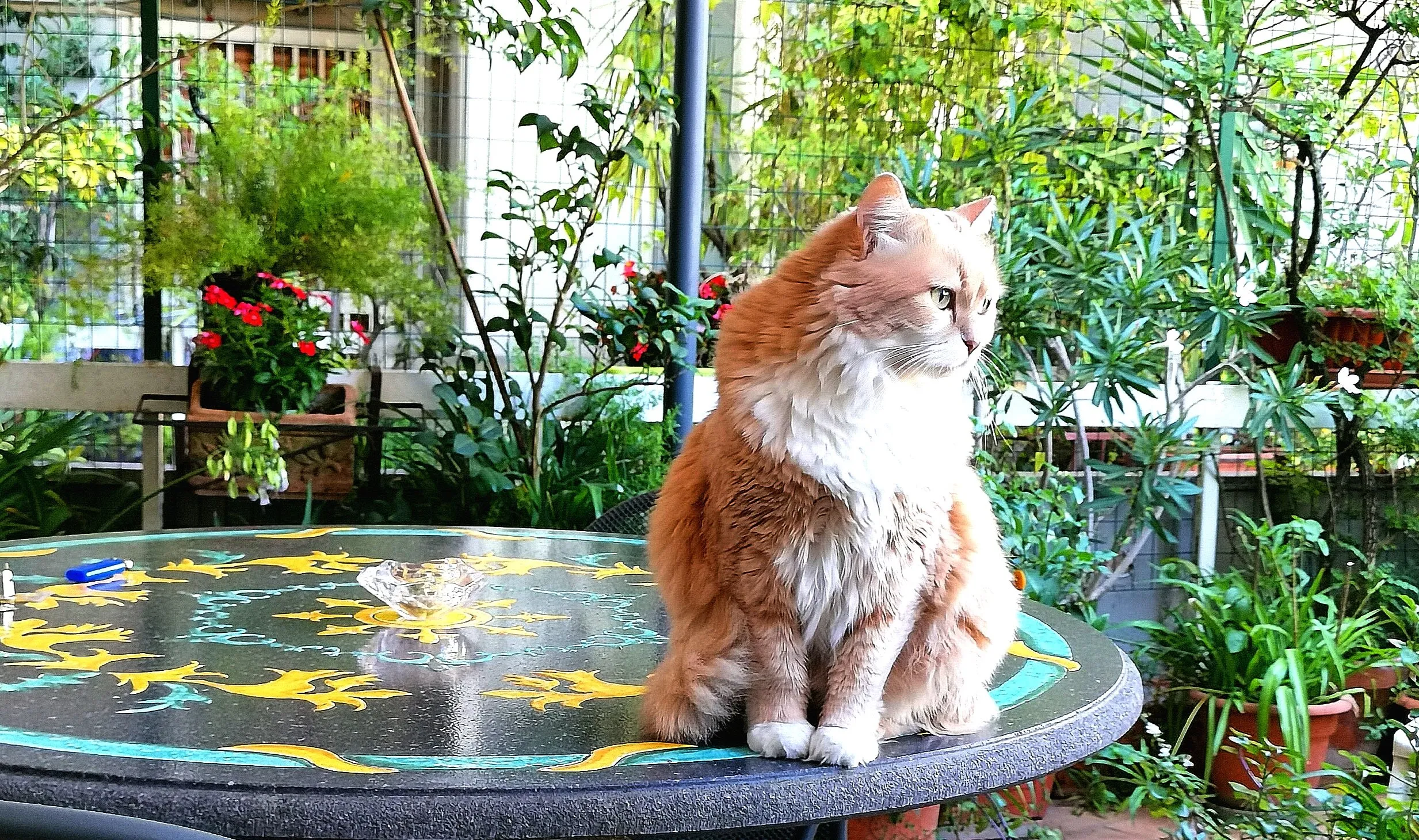 Milù