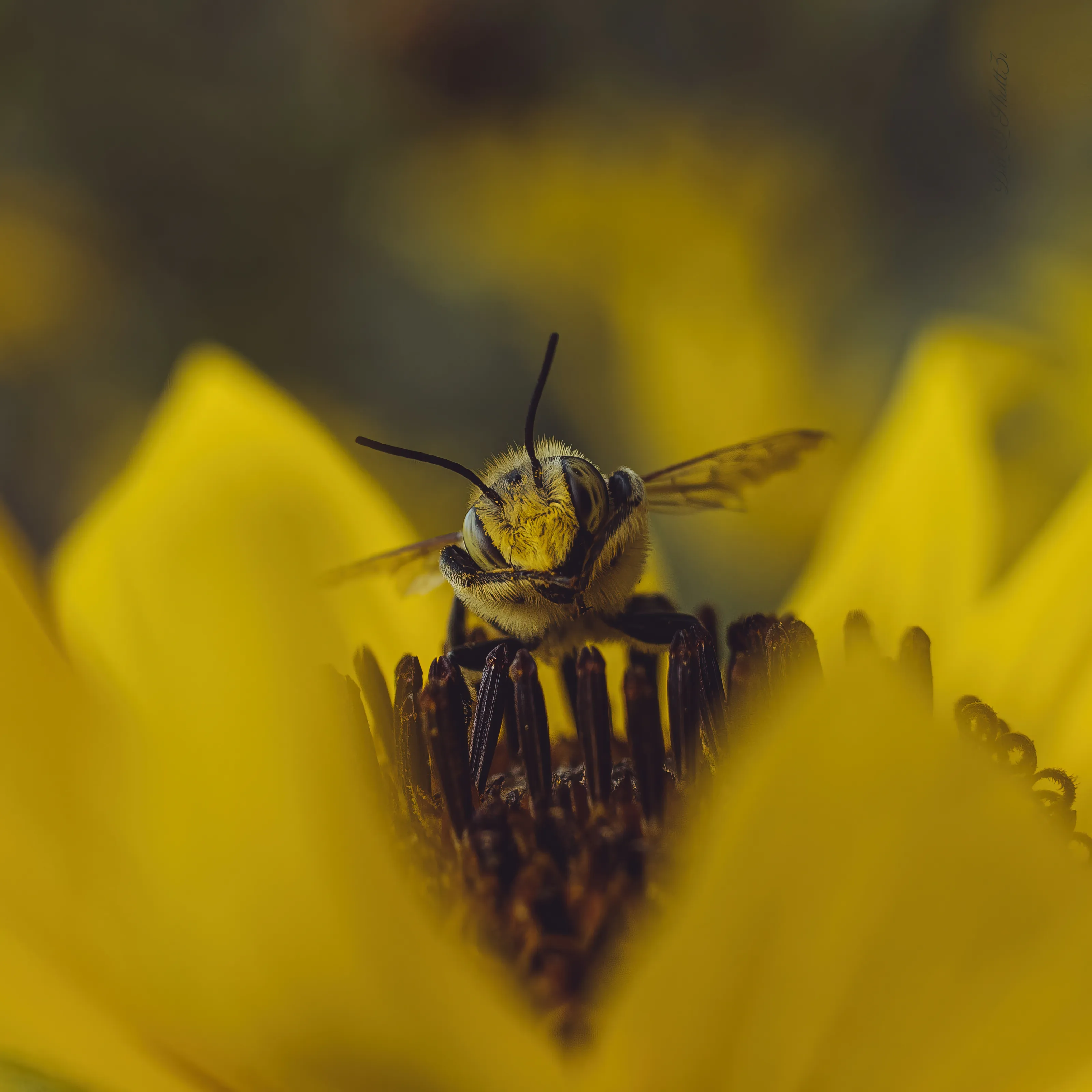 You wouldn't bee-lieve me if I told you...
