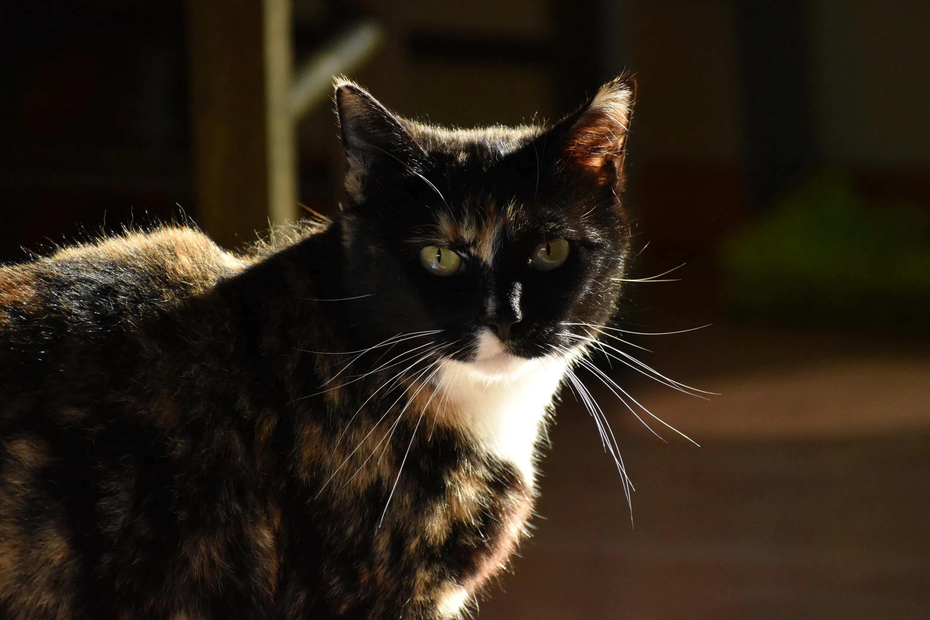 Shadow meets Light