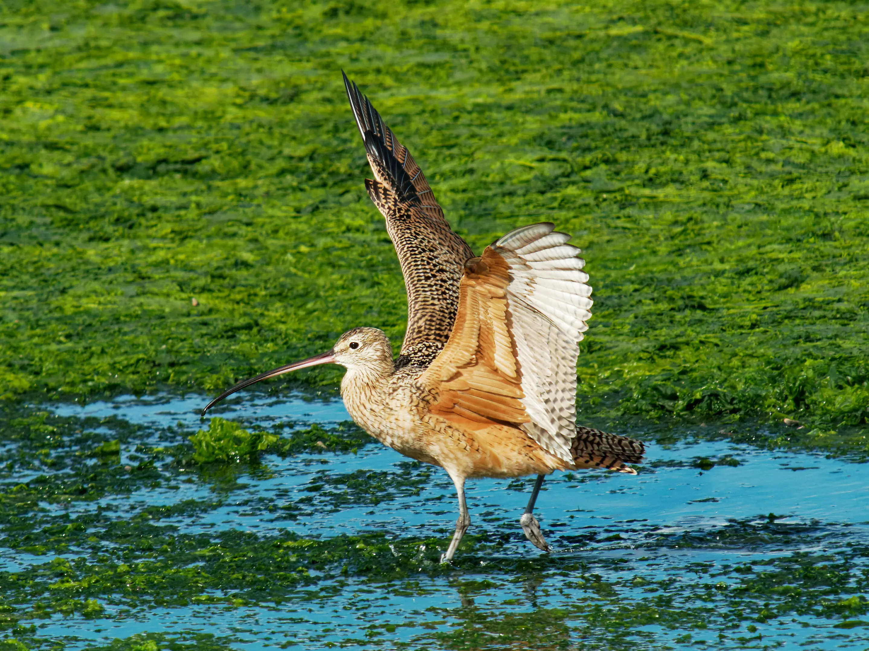 Long-Billed Curlew