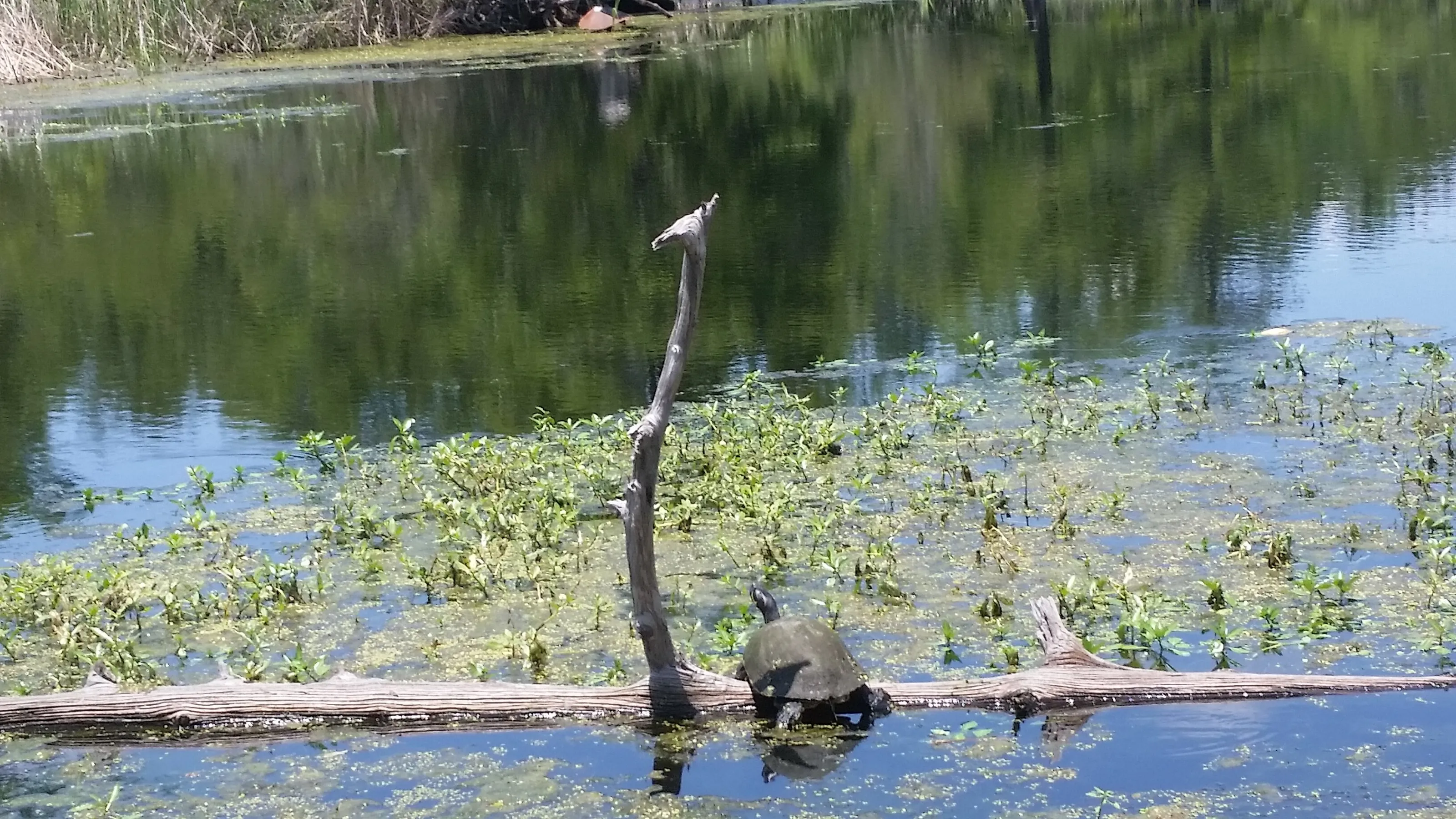 Turtle sunbathing on log