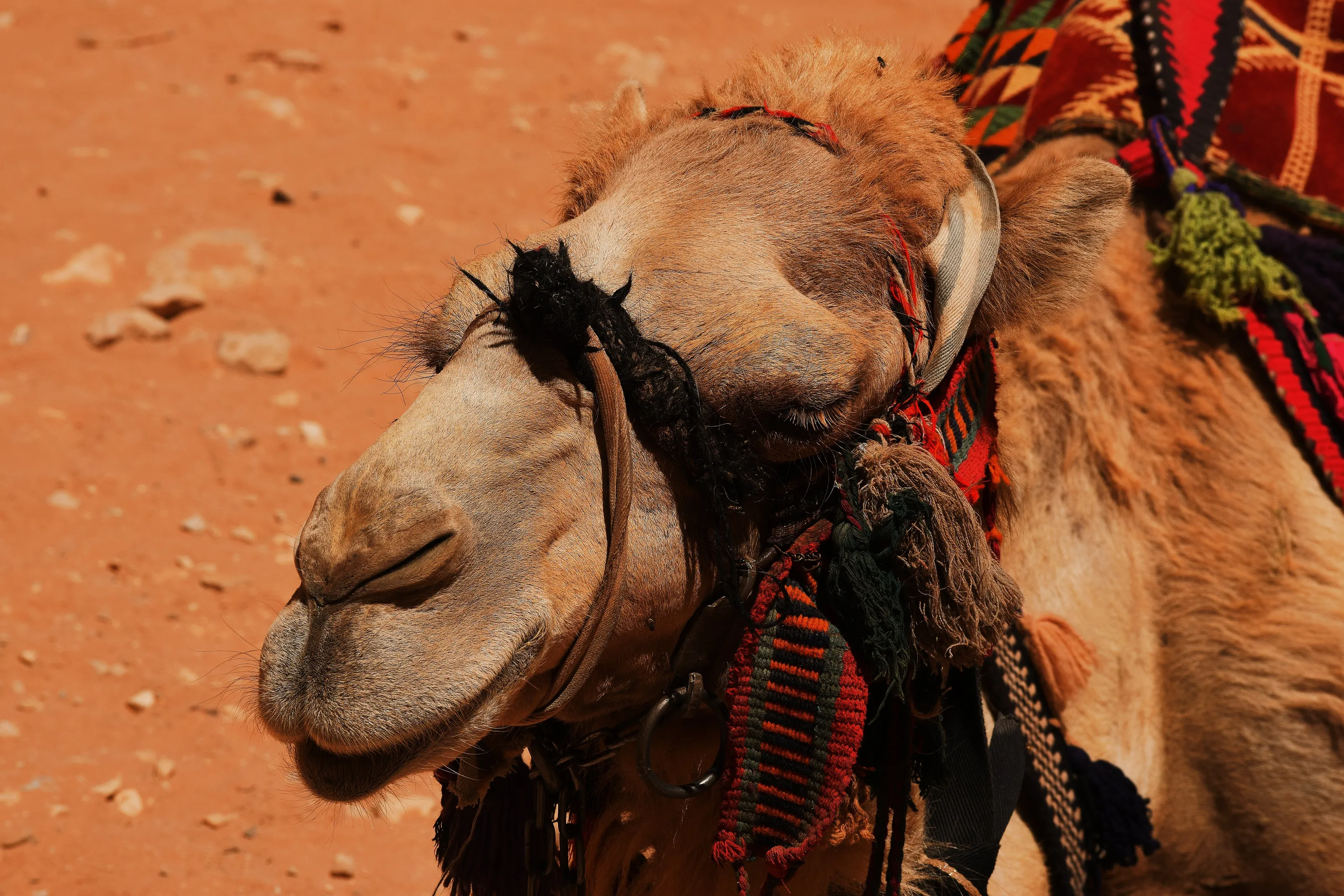 camel