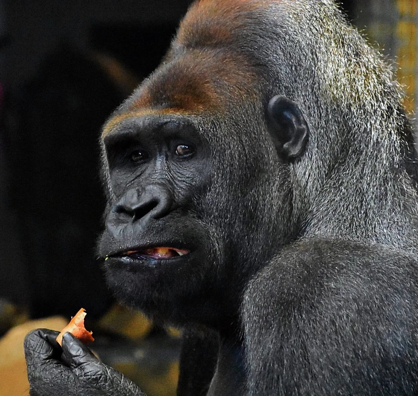 Gorilla