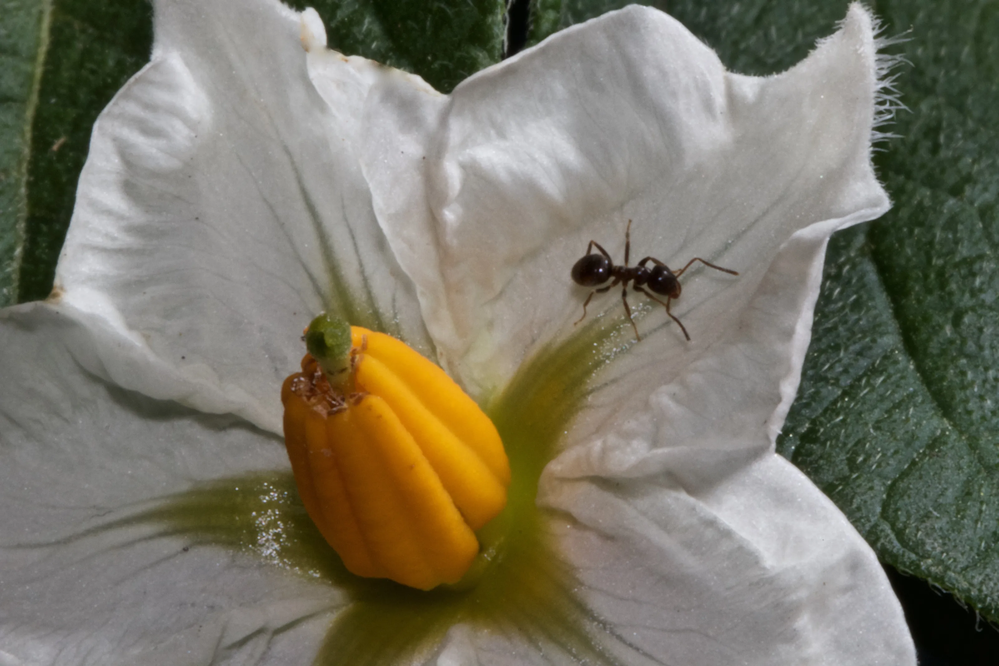 Ant walking on flower