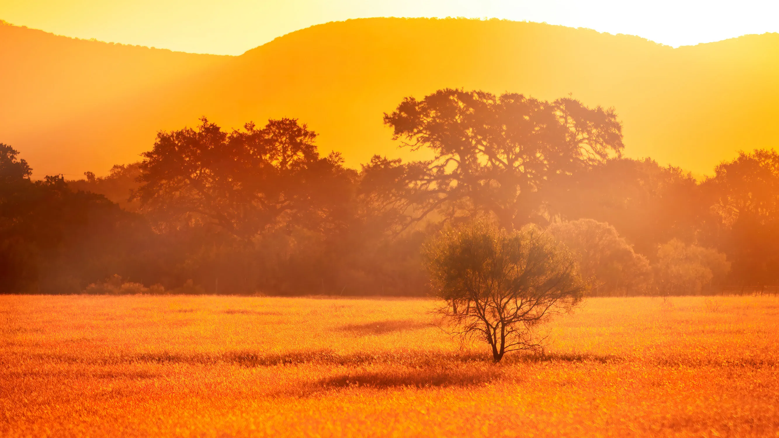 Rolling Hills Golden Hour