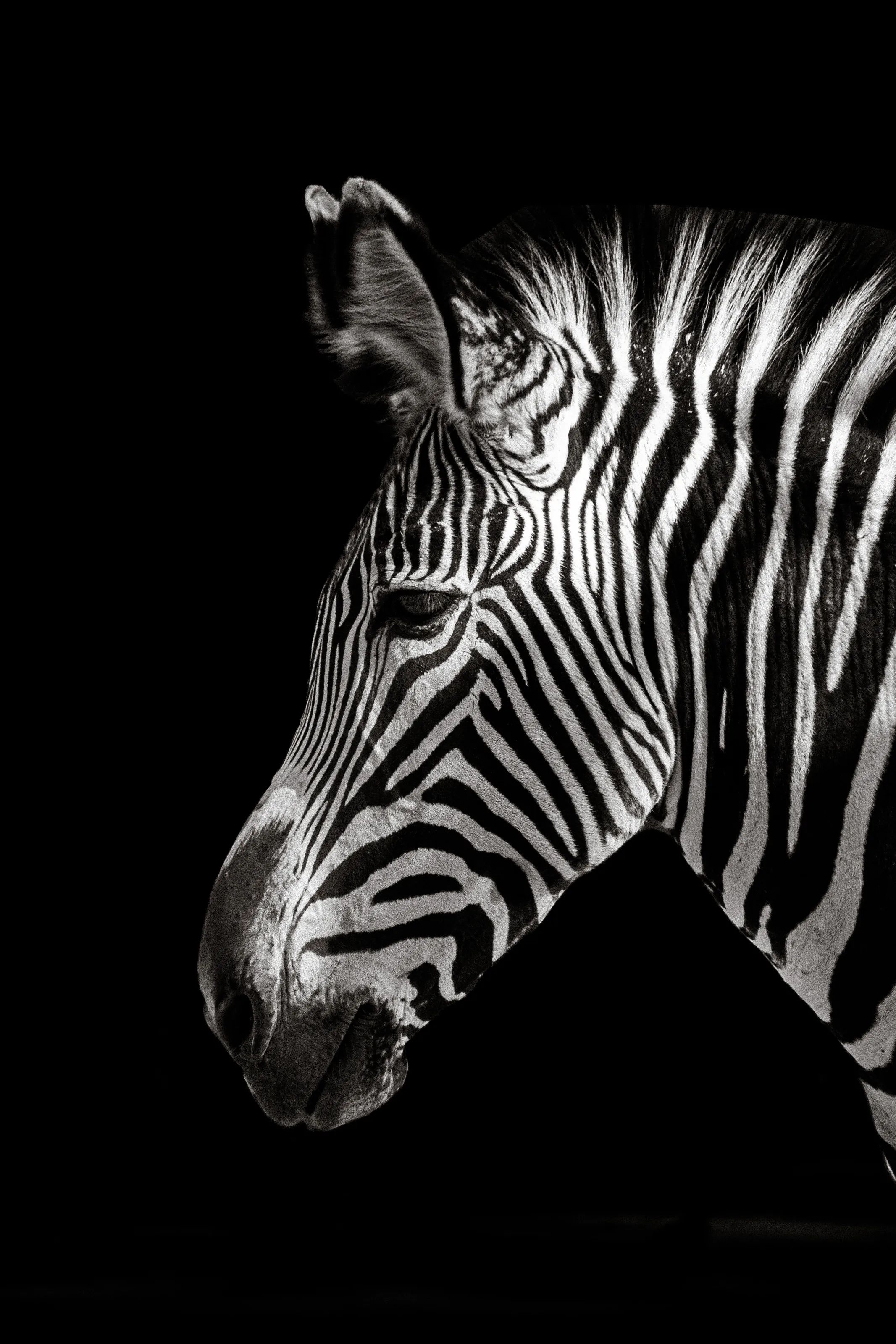 Zebra in the Zoo