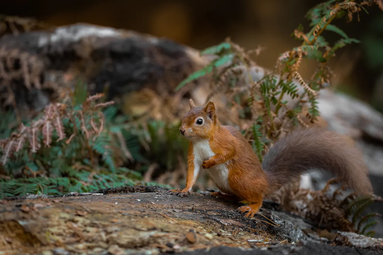 Entry 17933695